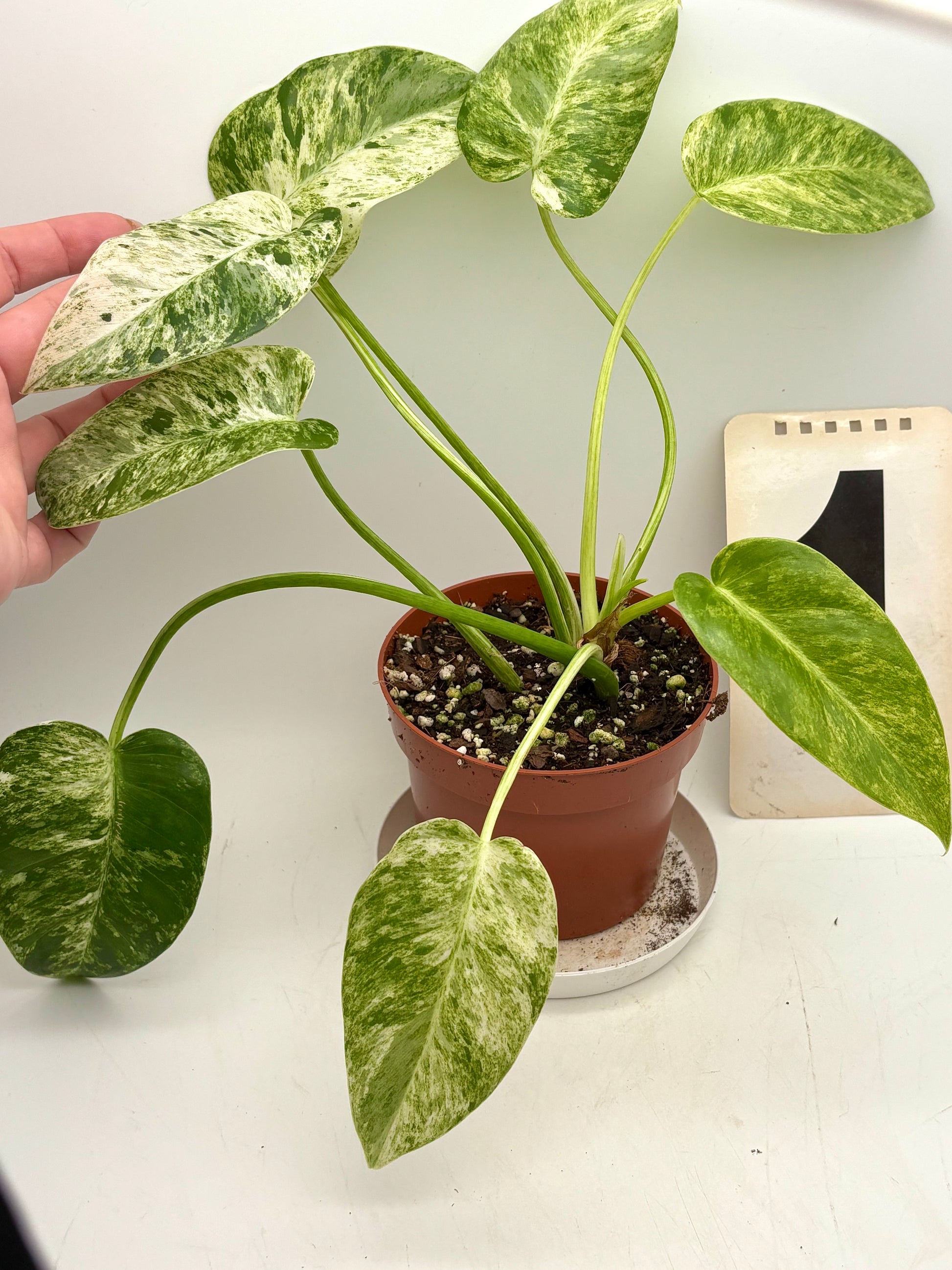 Großer Philodendron Giganteum Variegata mit grünen und cremefarbenen Blättern, im Topf, von Exotic-Flowers.