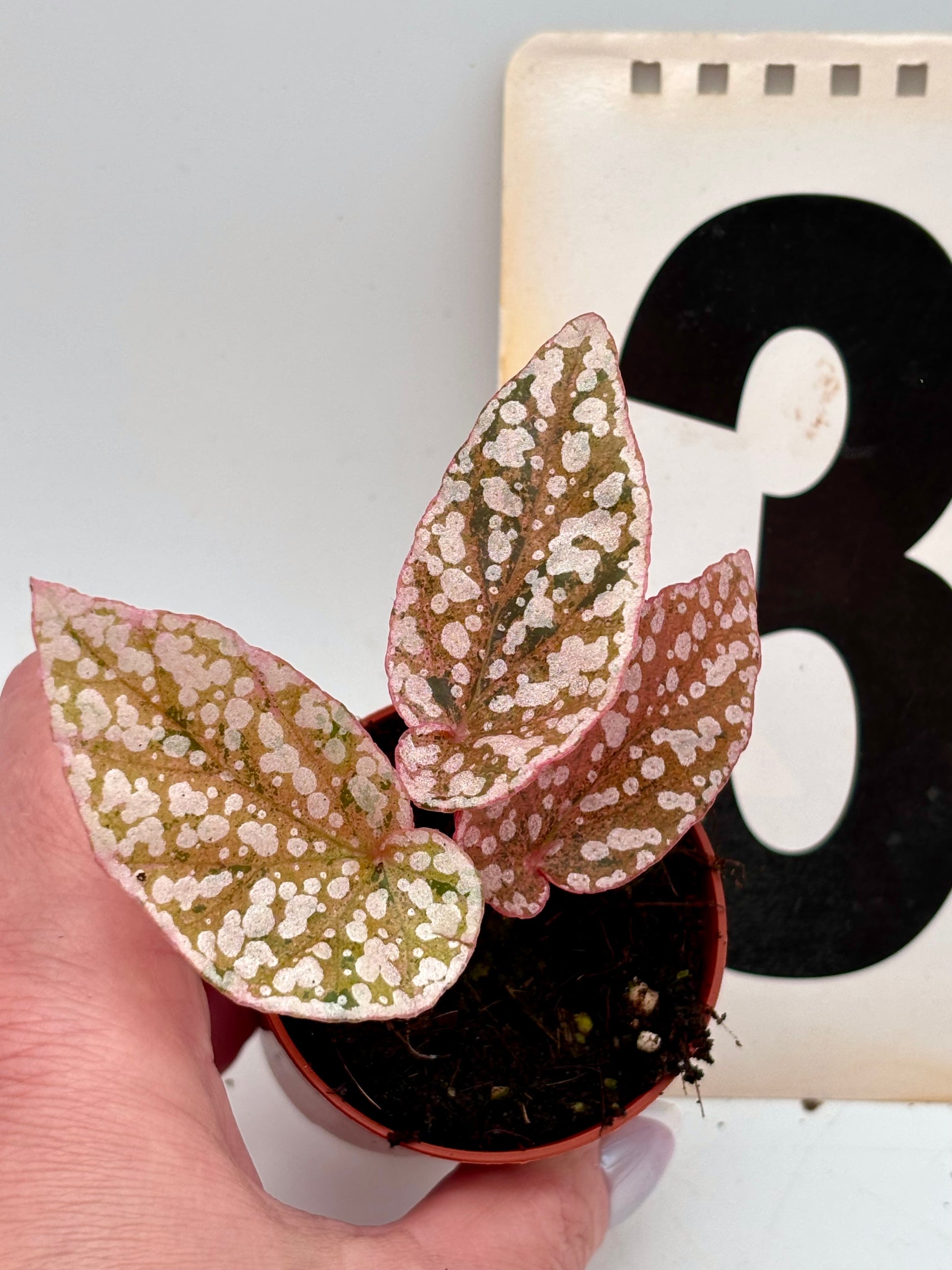 Variegierte Begonie Snowcap von Exotic-Flowers mit grünen und weißen Blättern, im Top auf einem Gartentisch.