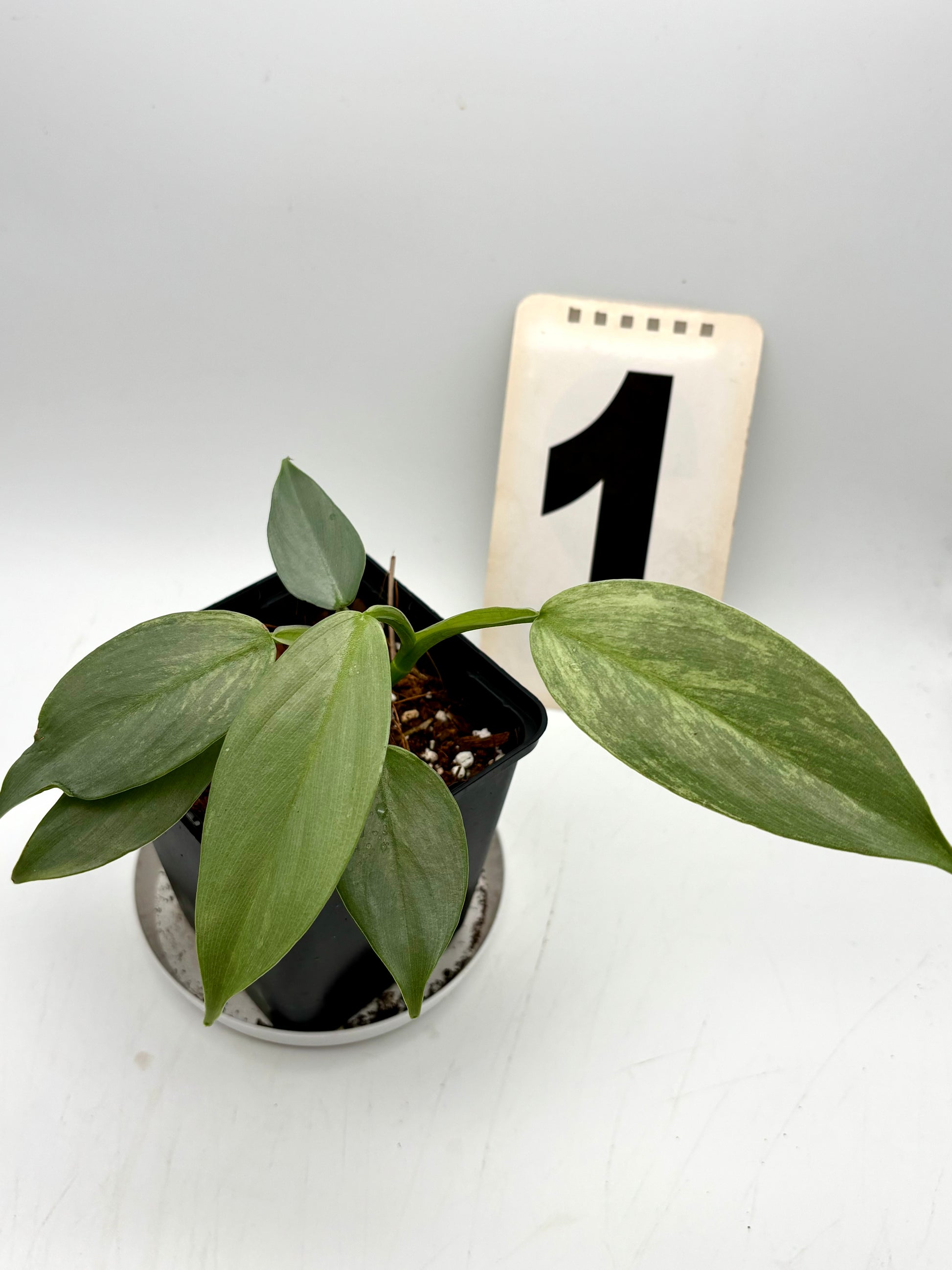 Philodendron Silver Sword Variegata