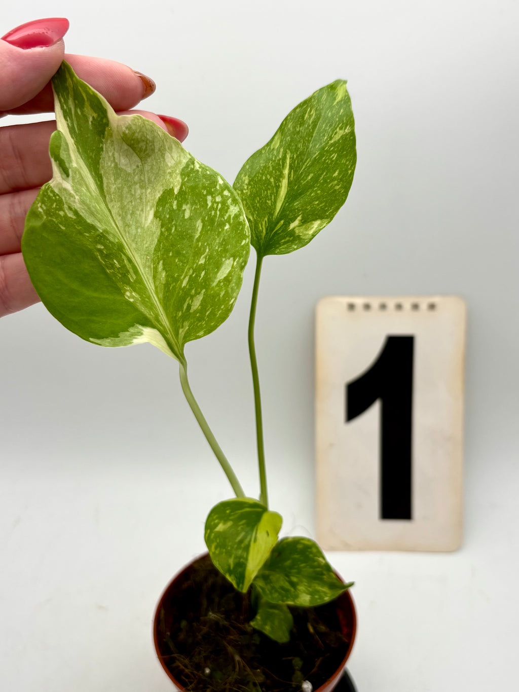 Monstera Electrolyte