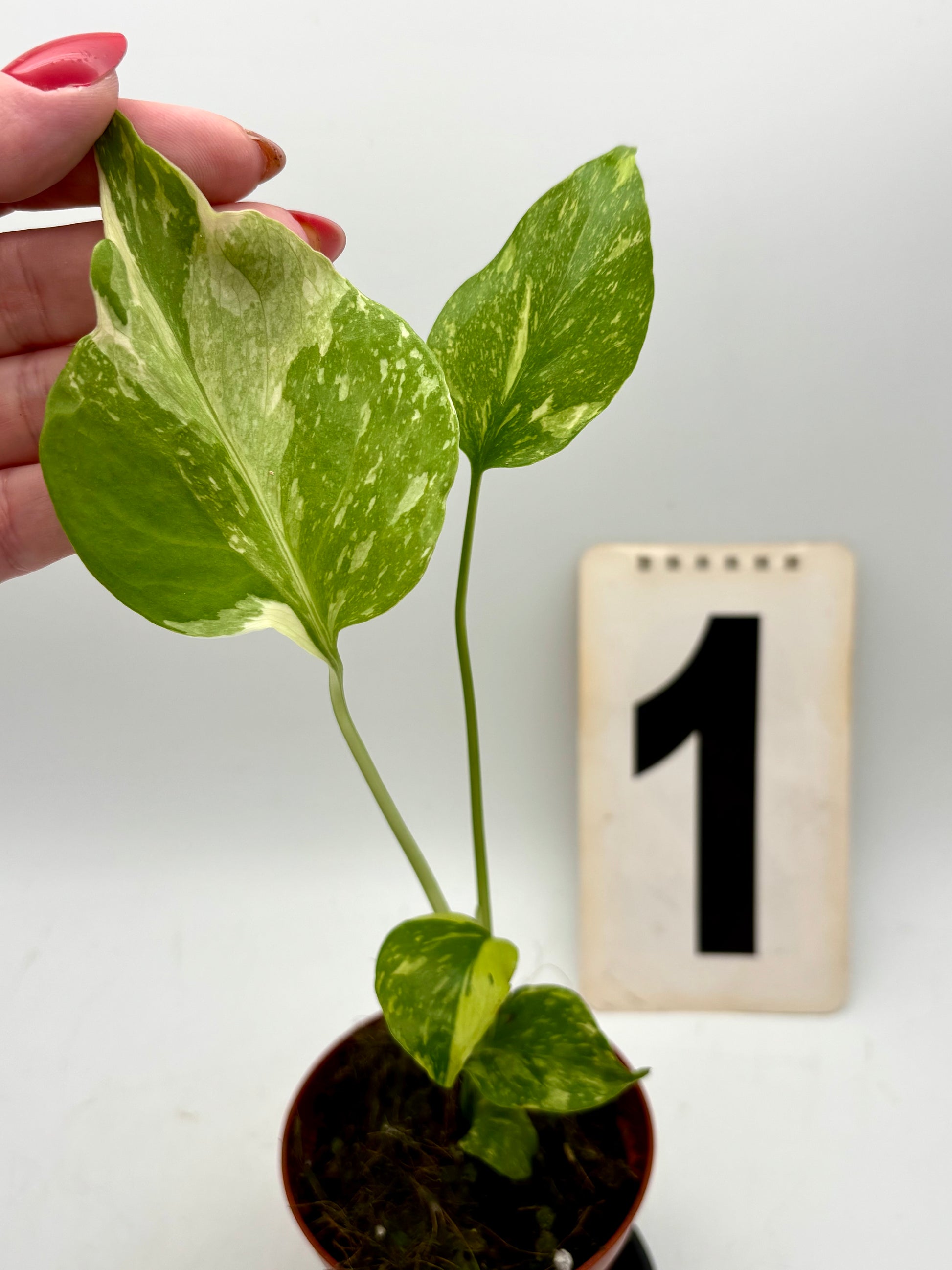 Monstera Electrolyte