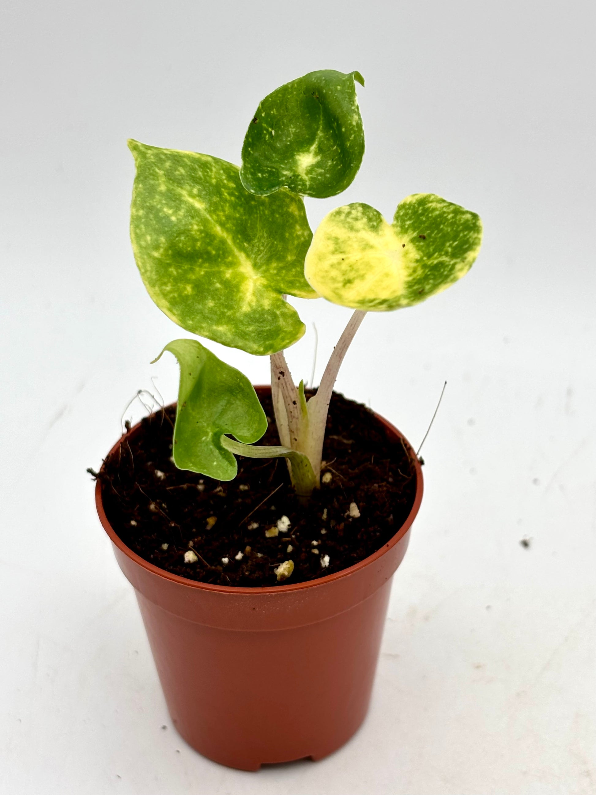Alocasia New Guinea Gold