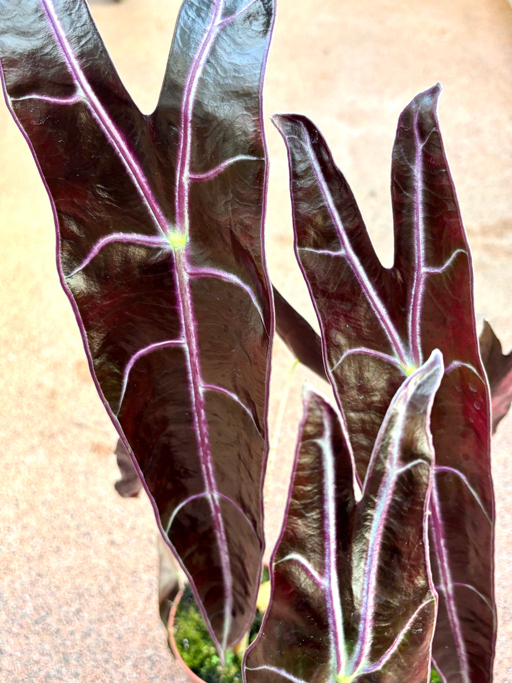 Alocasia Longiloba Purple - Exotic-Flowers