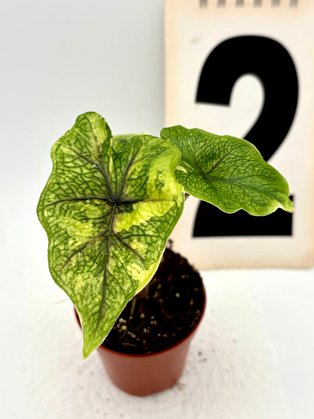 Alocasia Jacklyn Variegata