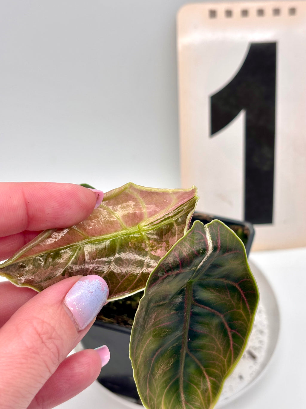 Alocasia Azlanii Variegata