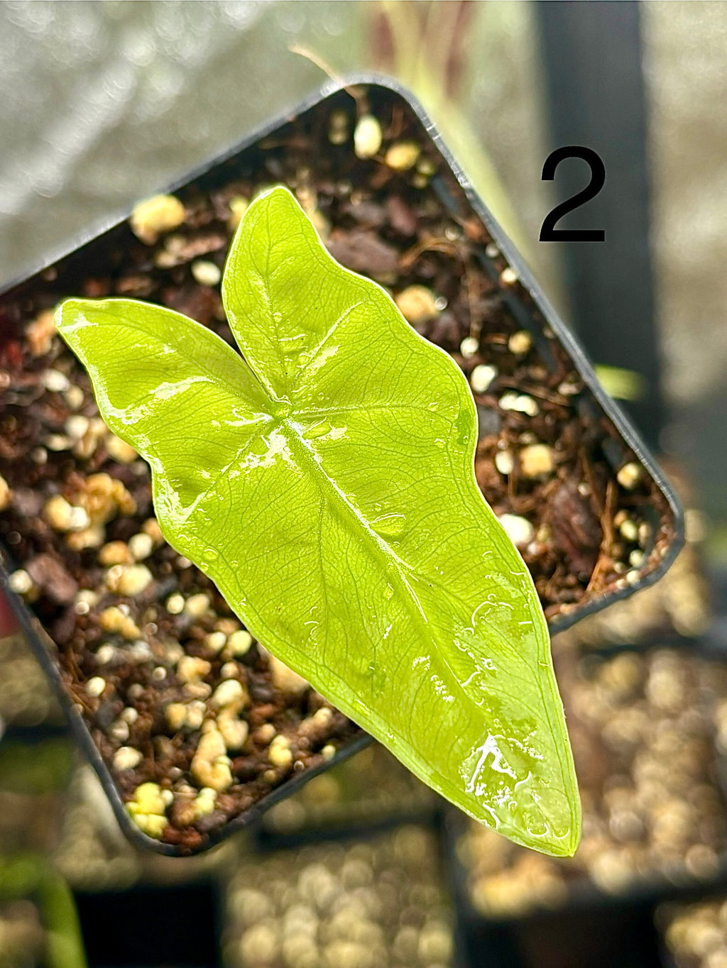 Alocasia Batwing Variegata von Exotic-Flowers, große grüne Blätter mit weißen Variegationsmustern, tropische Zimmerpflanze