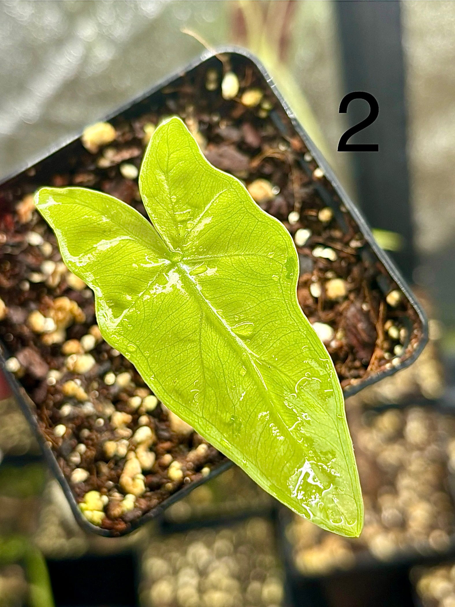 Alocasia Batwing Variegata von Exotic-Flowers, große grüne Blätter mit weißen Variegationsmustern, tropische Zimmerpflanze