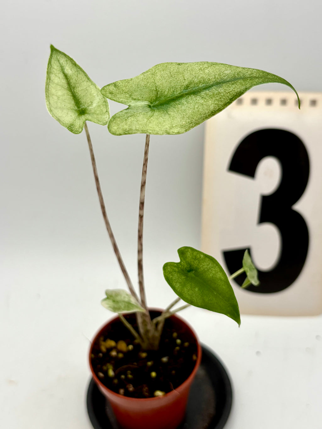 Alocasia Zebrina Mint Variegata von Exotic-Flowers, grüne Pflanze mit gestreiften Blättern und weißen Markierungen, im Top.