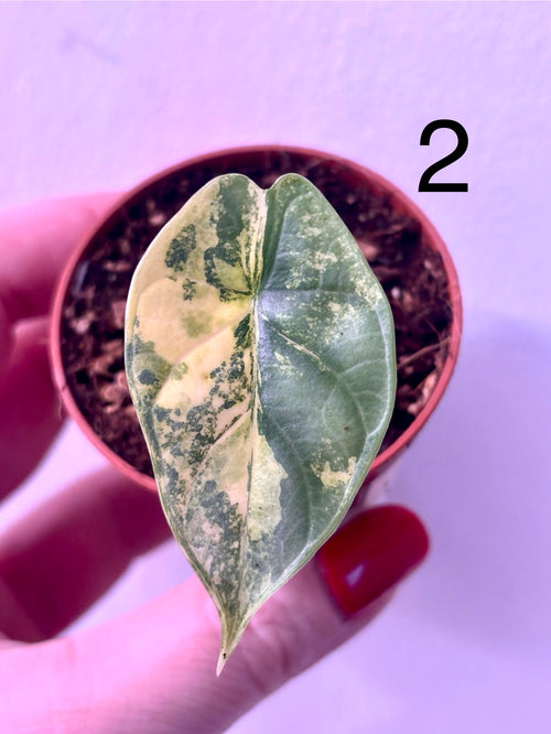 silver dragon variegata Alocasia Silver Dragon Aurea Variegata – Exotic-Flowers