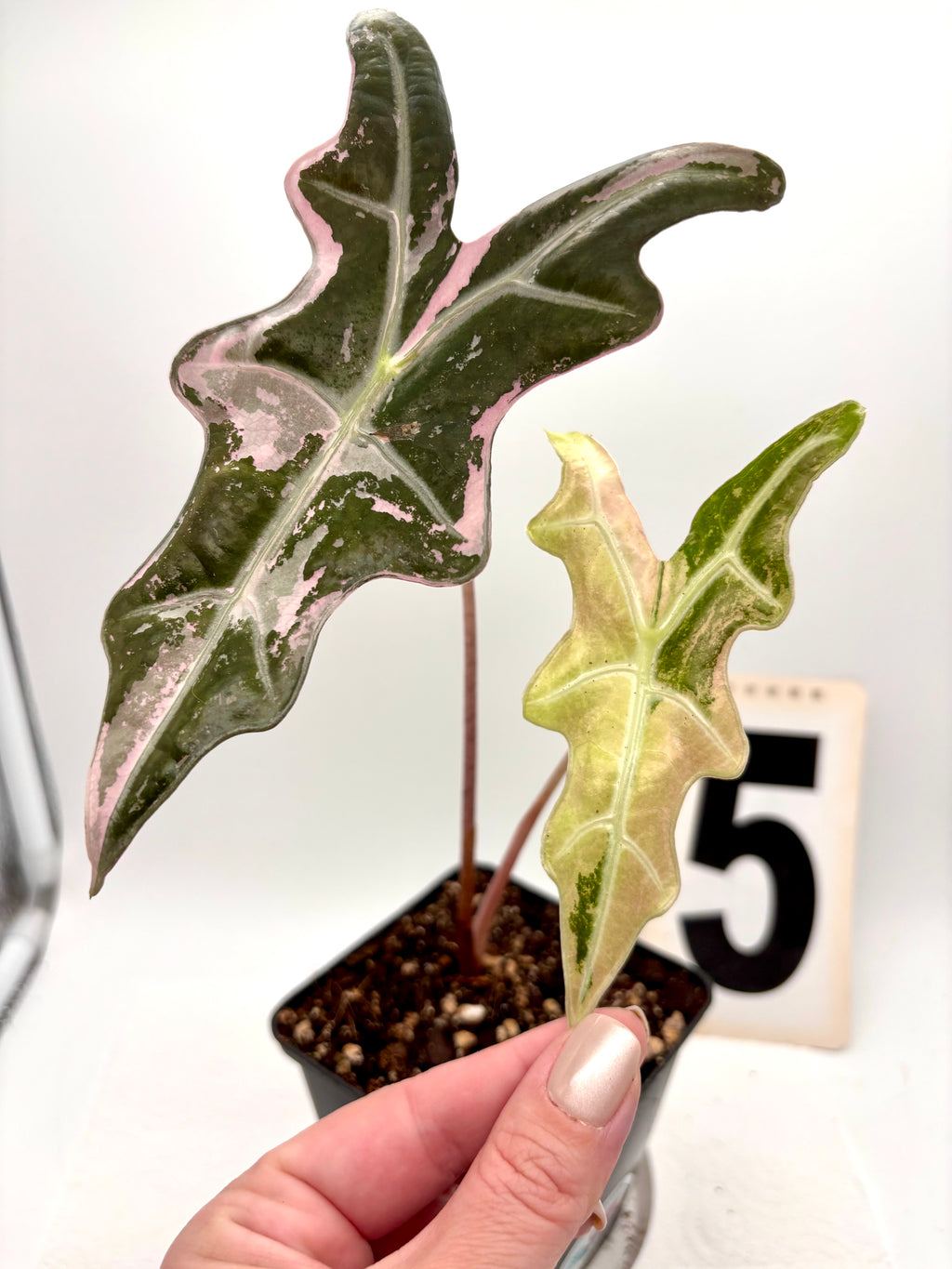 Alocasia Nobilis Variegata Pflanze von Exotic-Flowers mit grünen und weißen variegierten Blättern.