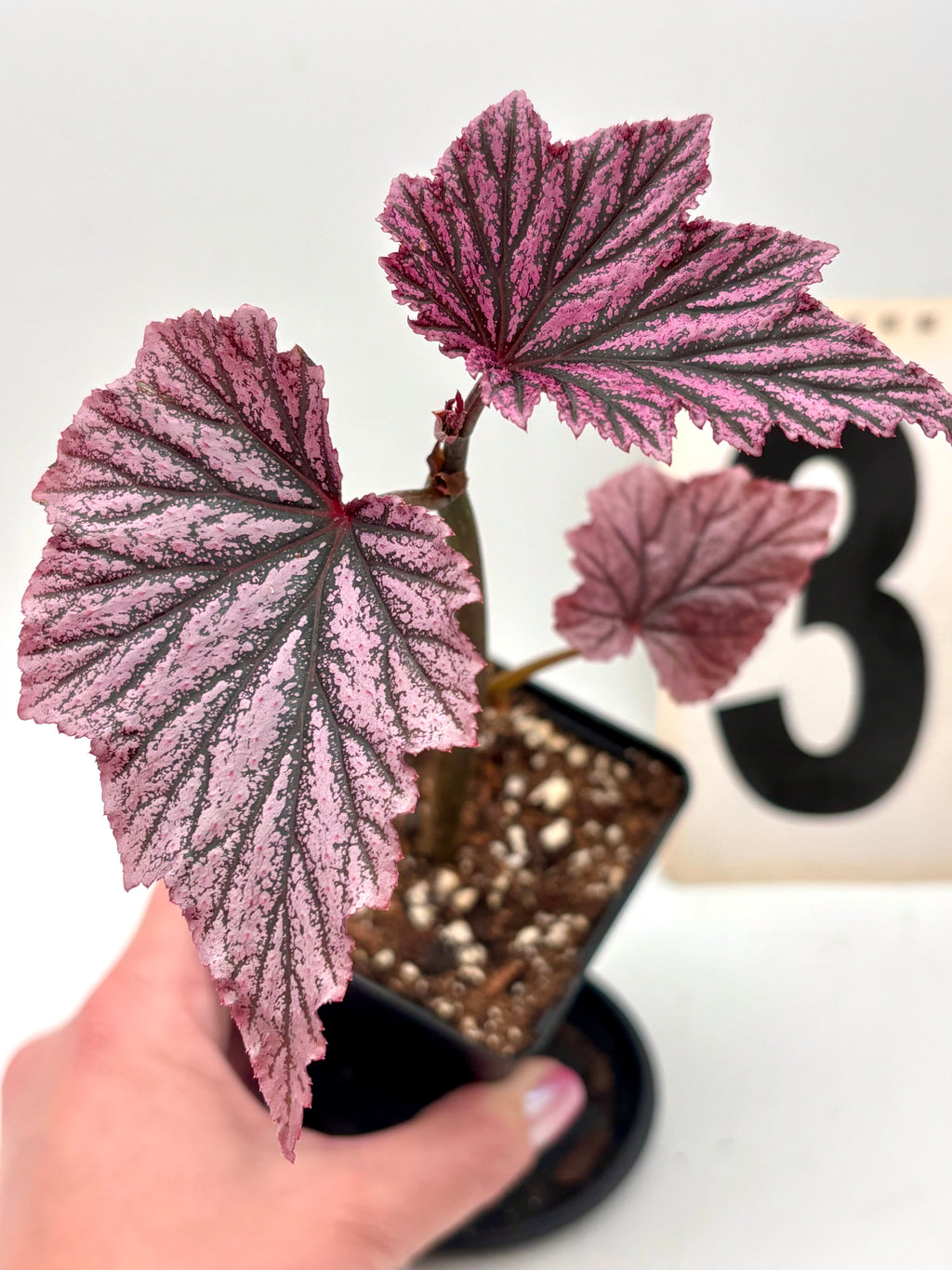 Exotic-Flowers Begonia Pink Minx mit rosa Blüten und grünen Blättern, detailreiche Aufnahme auf hellen Hintergrund