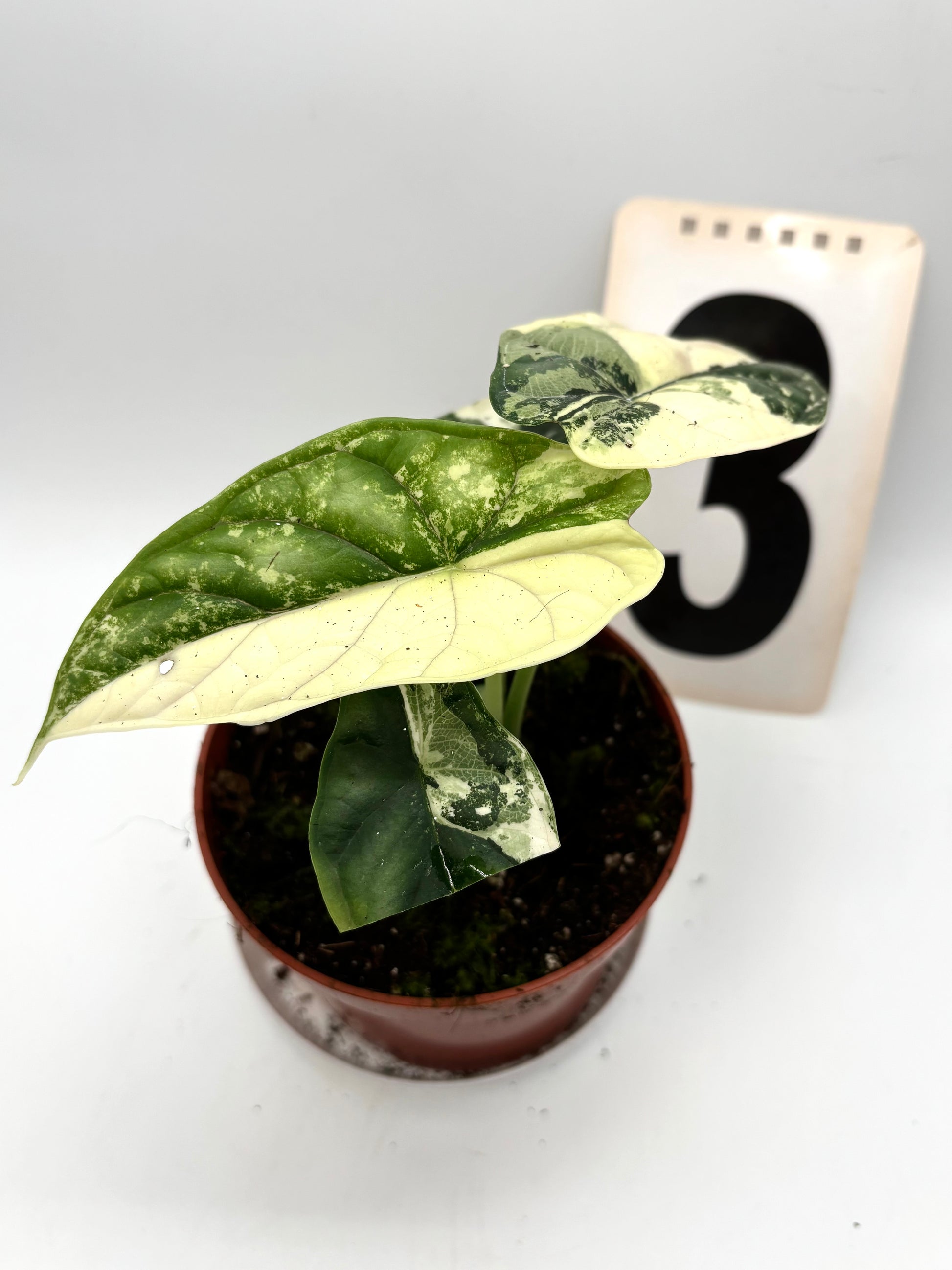 Alocasia Dragon Scale Variegata