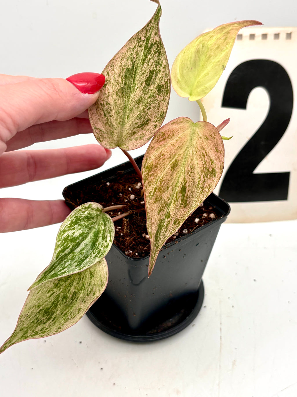 Philodendron Micans Pink Marble Variegata