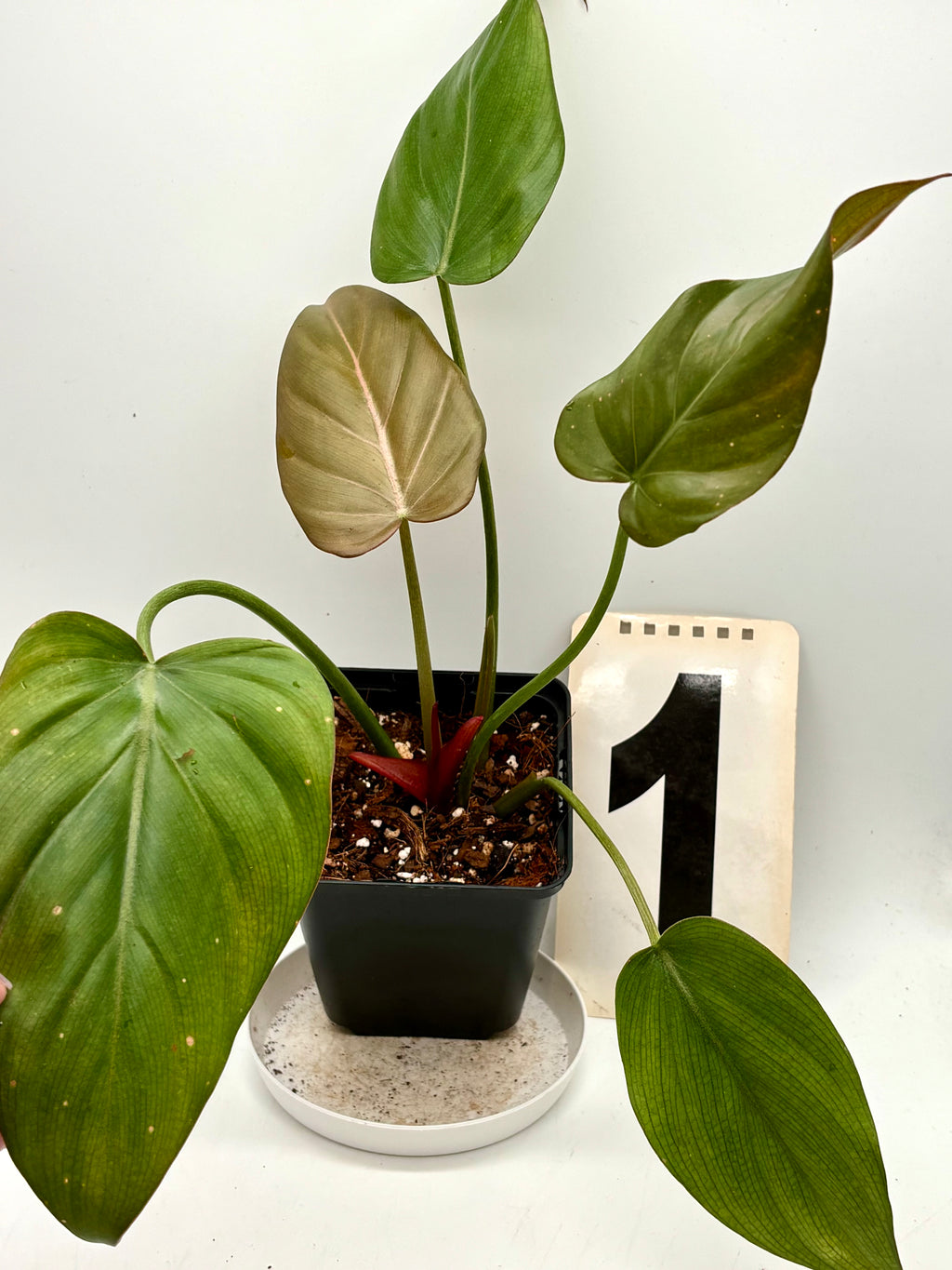 Grüner Philodendron Summer Glori von Exotic-Flowers, große Blätter mit sommerlichem Wachstum, im Topf, Zimmerpflanze.