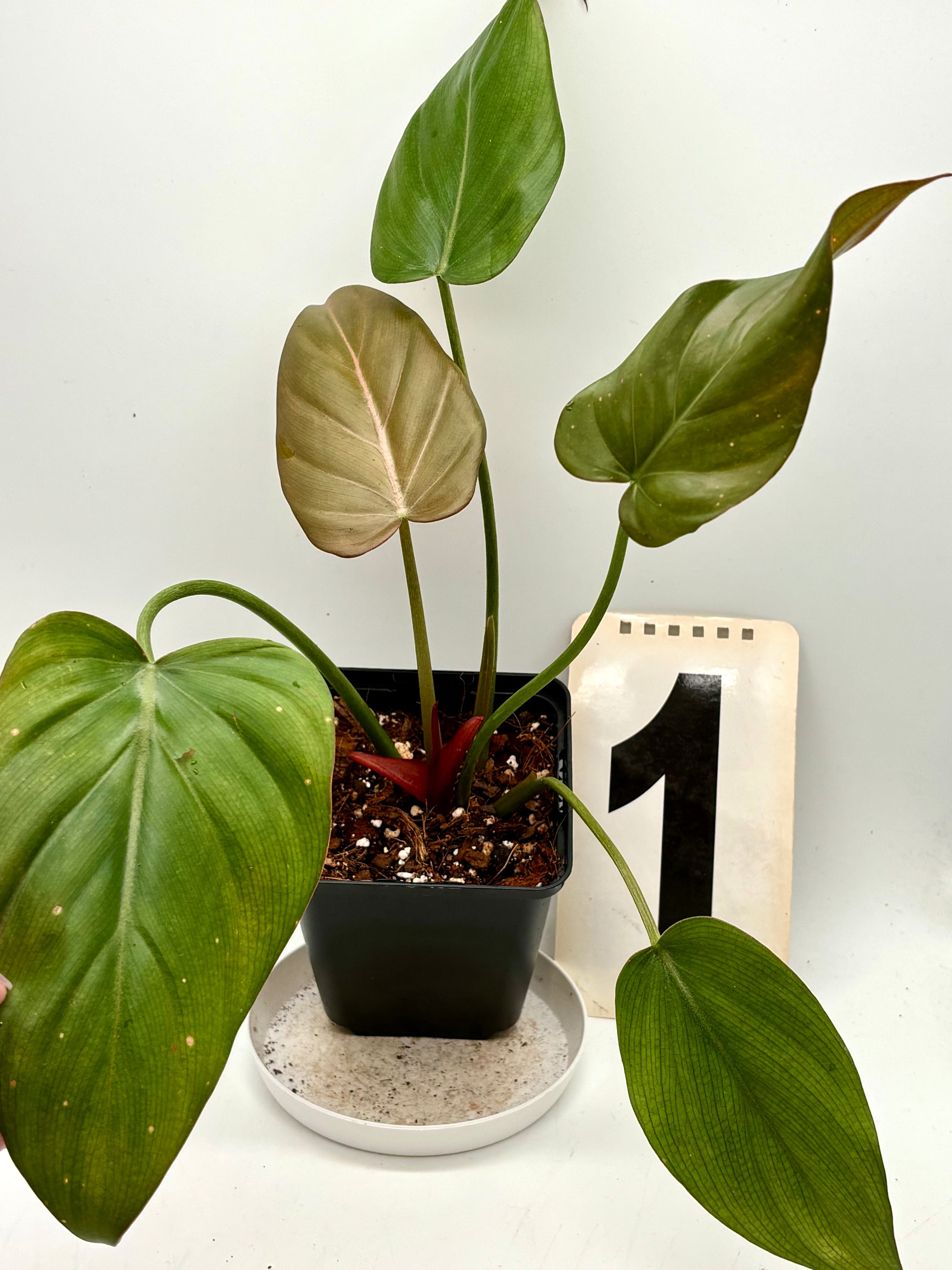 Grüner Philodendron Summer Glori von Exotic-Flowers, große Blätter mit sommerlichem Wachstum, im Topf, Zimmerpflanze.