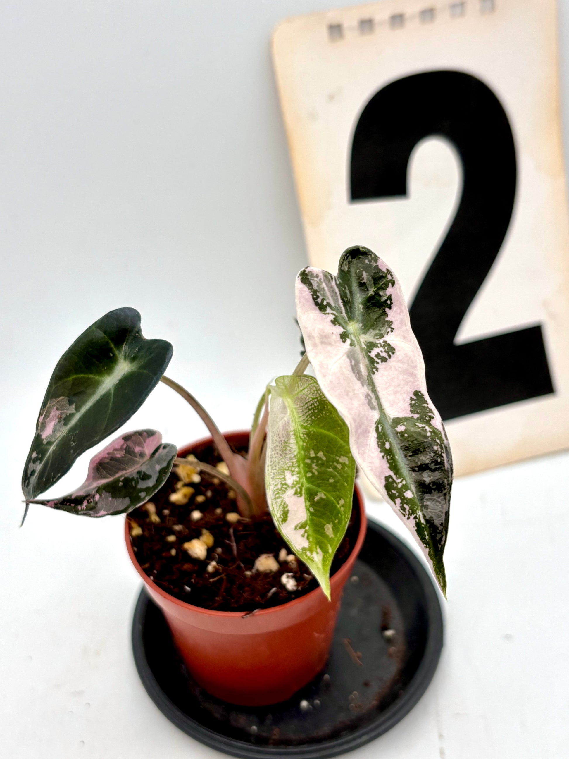 Alocasia Bambino Variegata
