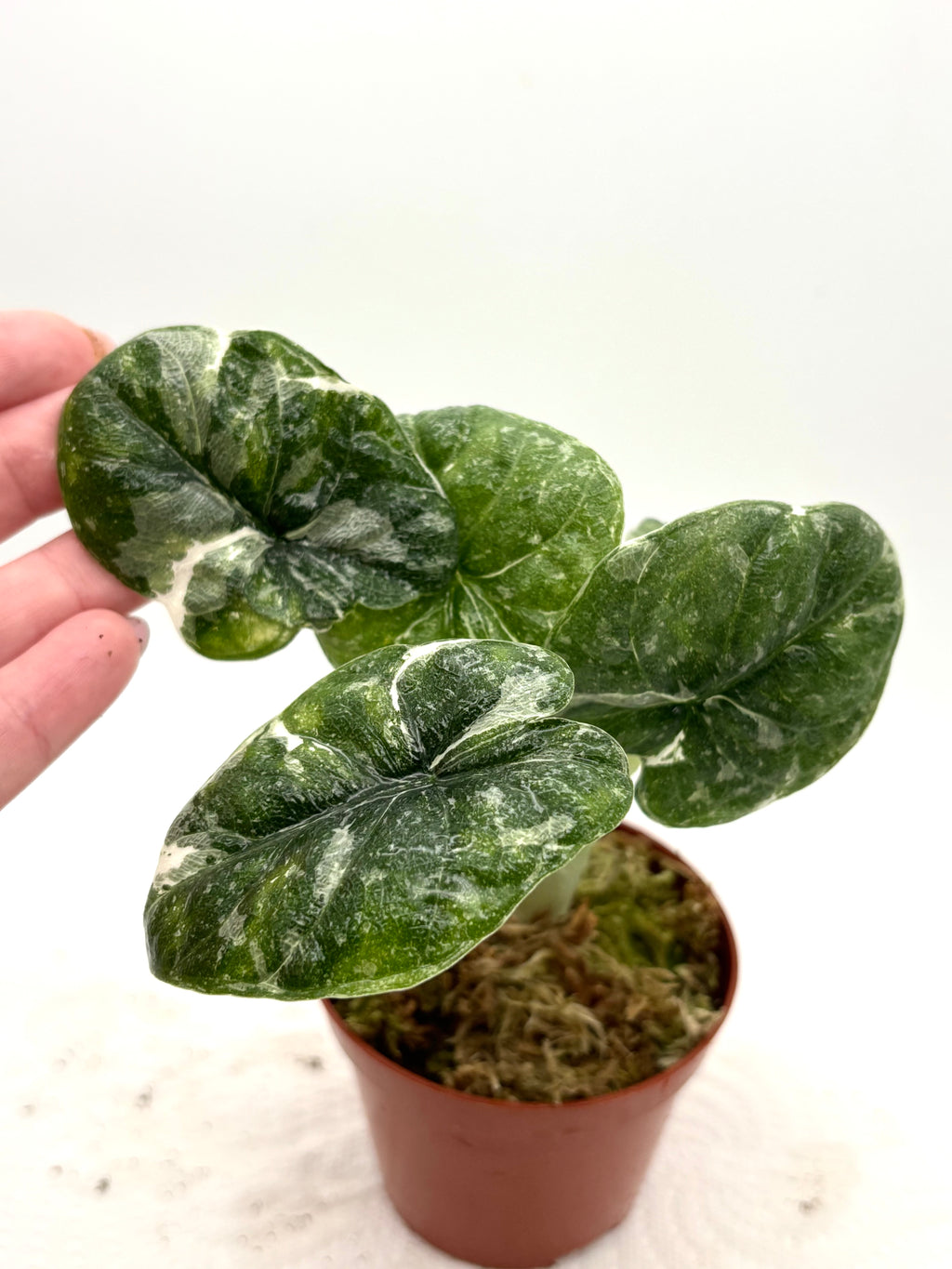 Alocasia Melo Variegata Splash