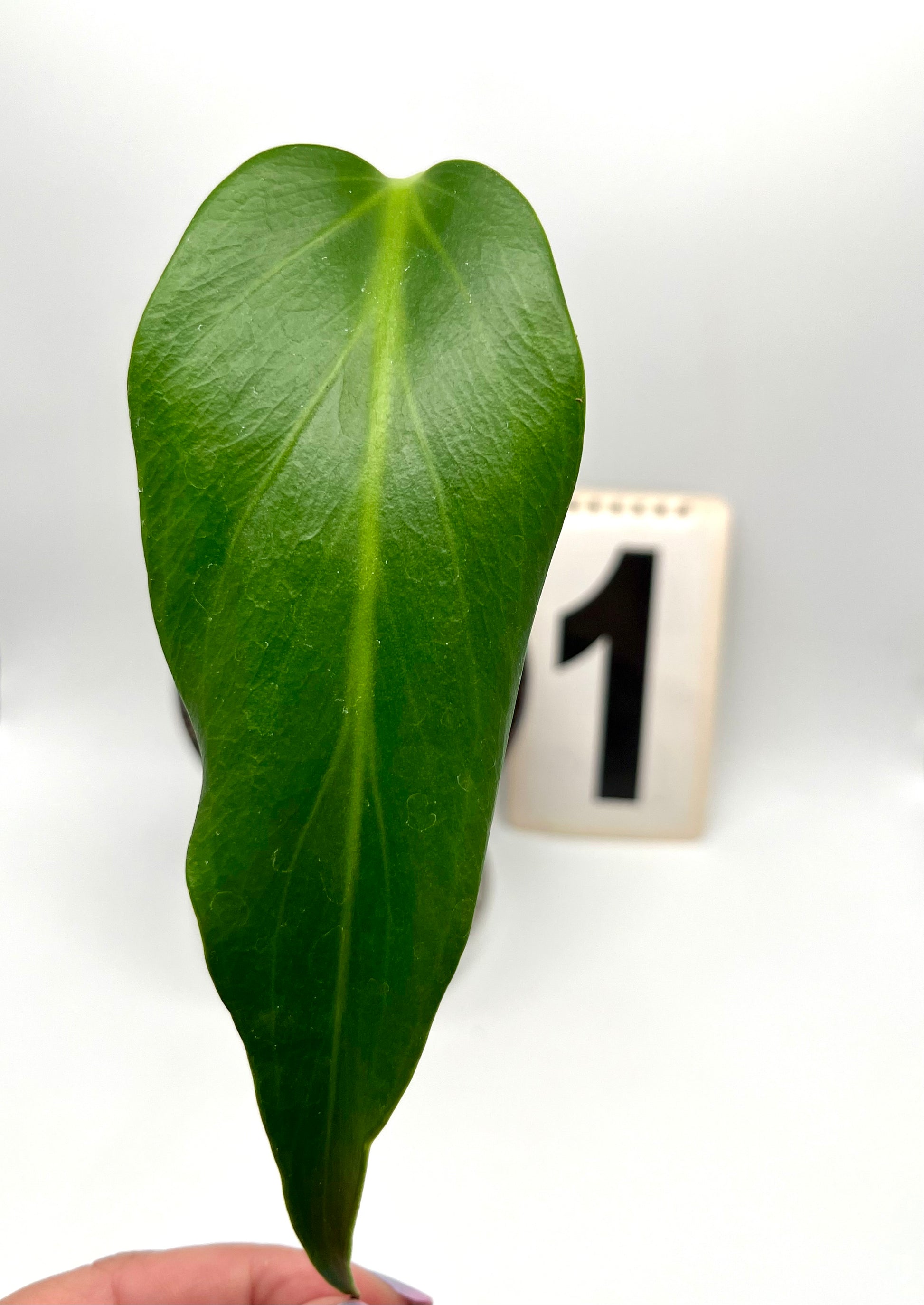 Monstera Burle Marx Flame / Dilacerata