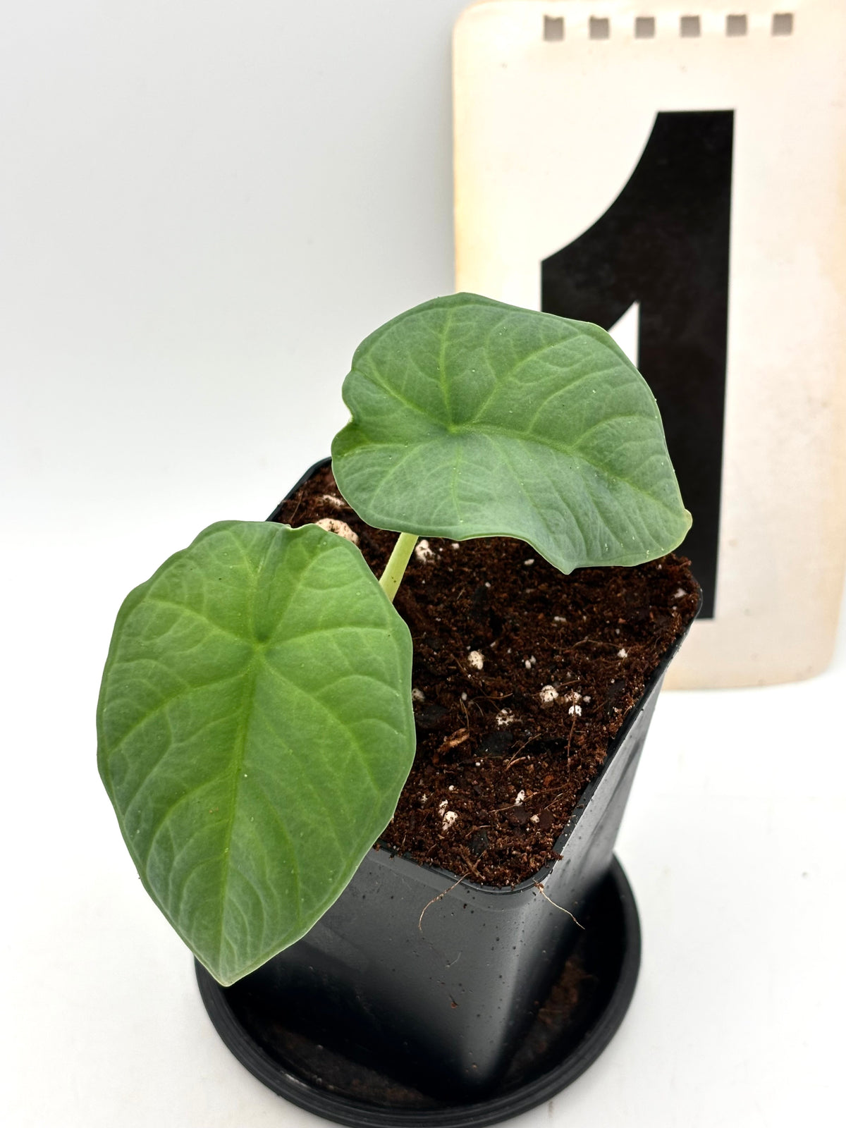Alocasia Chaii