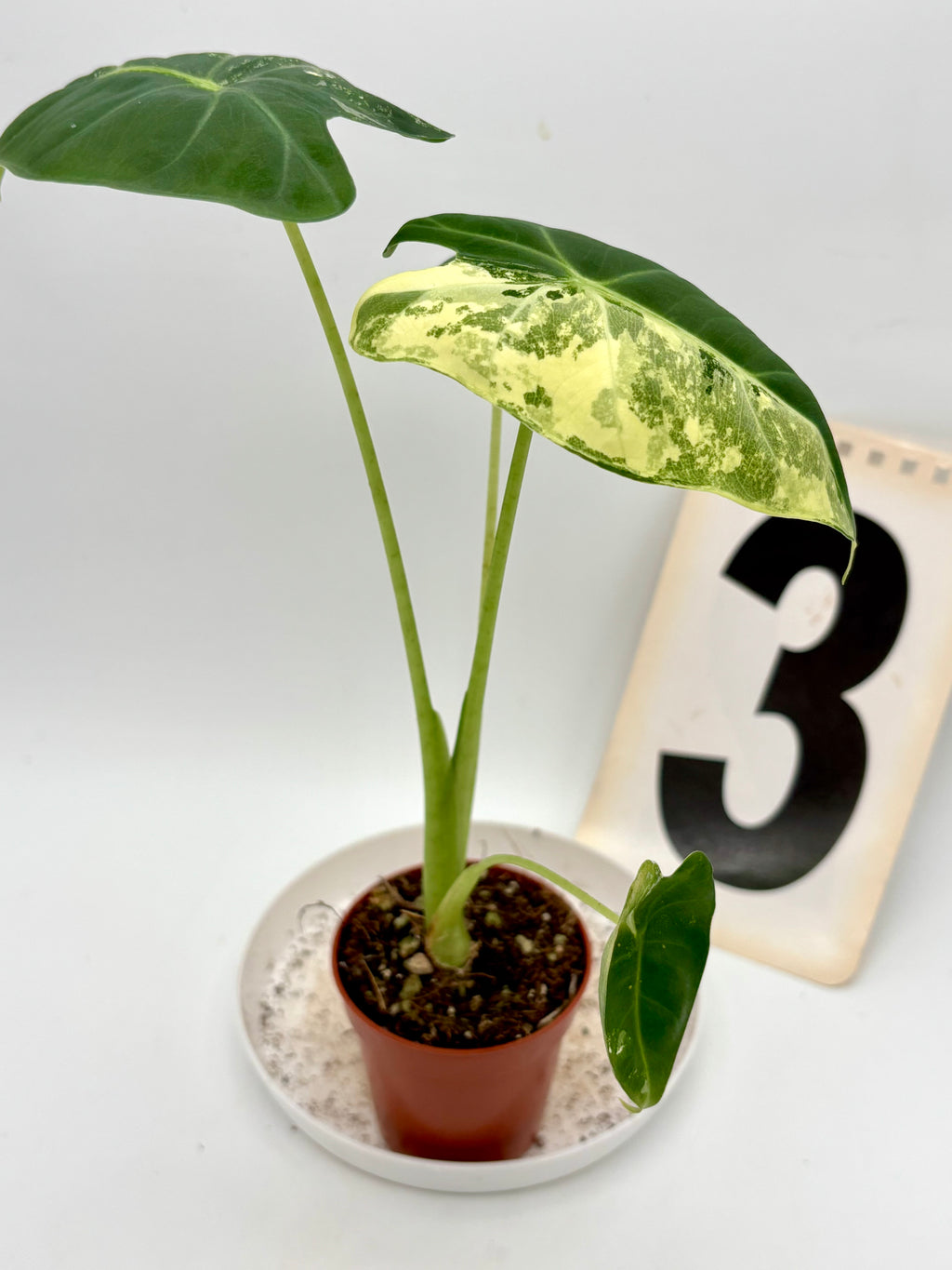 Alocasia Frydek Variegata