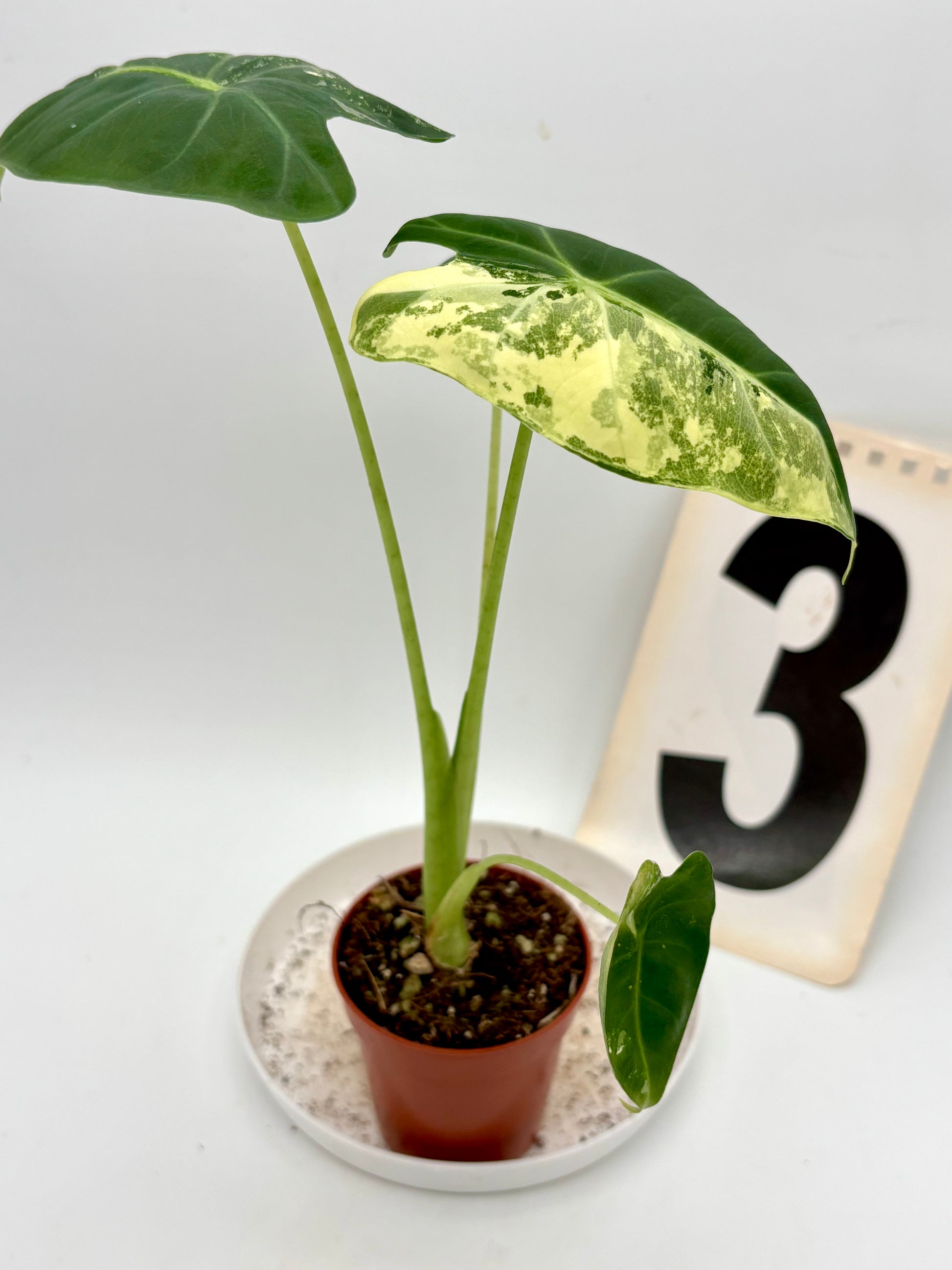 Alocasia Frydek Variegata