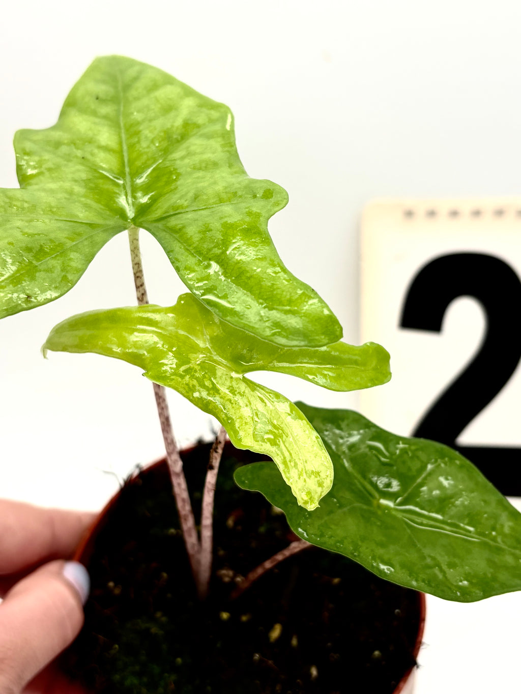 Alocasia Bat Wing Variegata