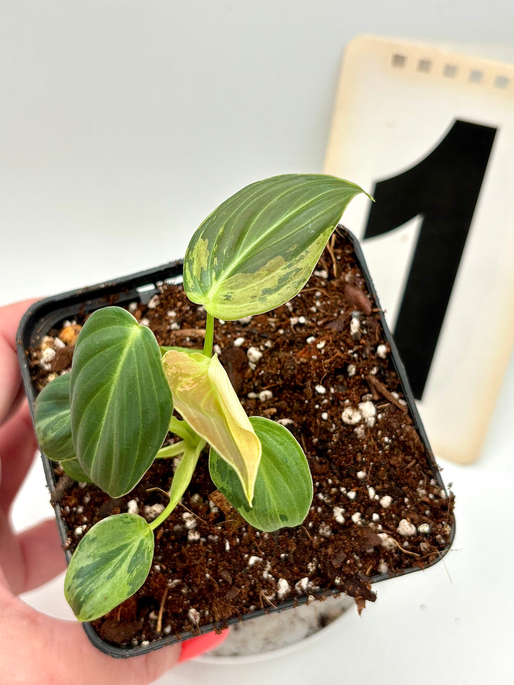 Philodendron Melanochrysum Variegata