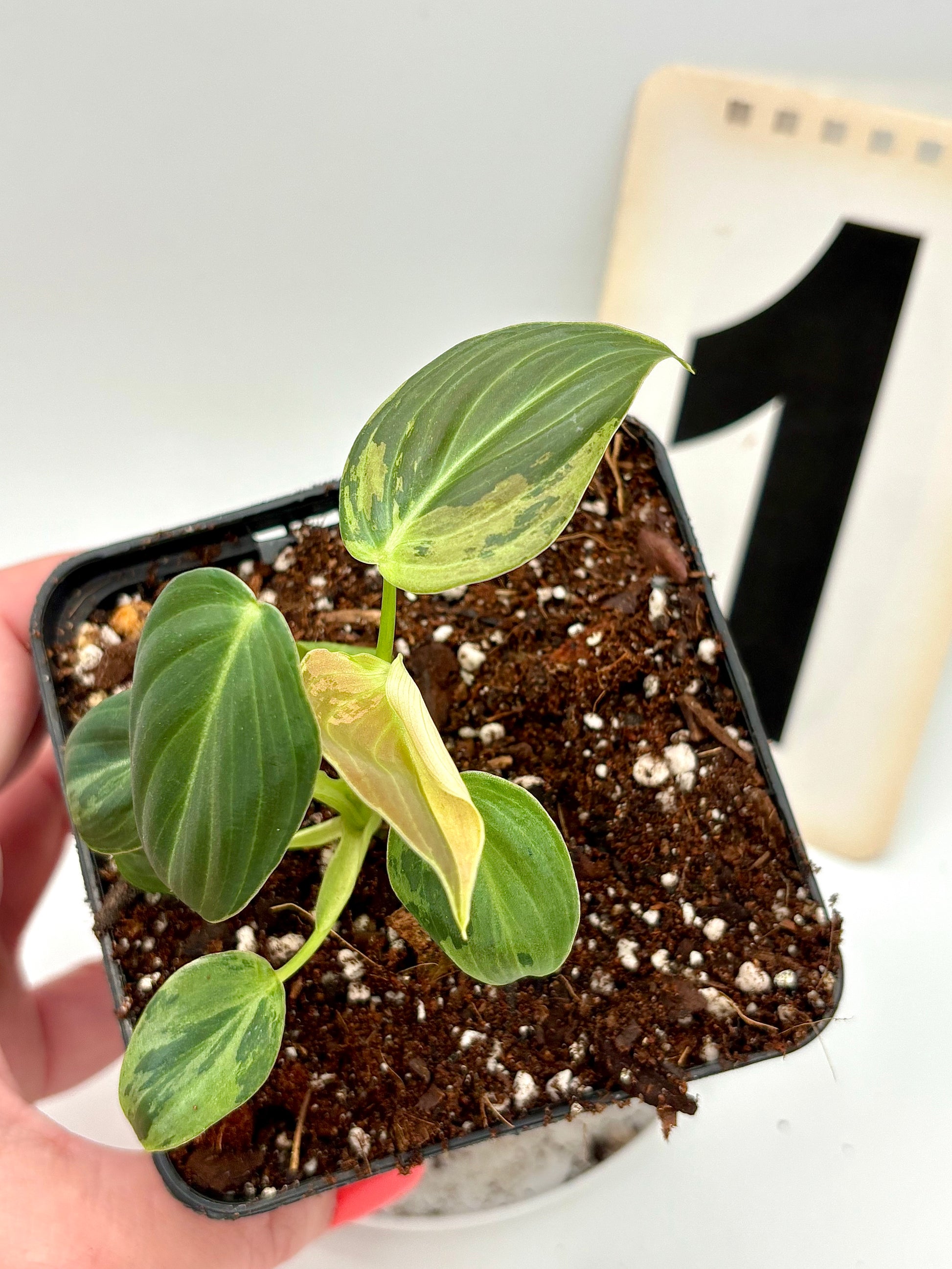 Philodendron Melanochrysum Variegata