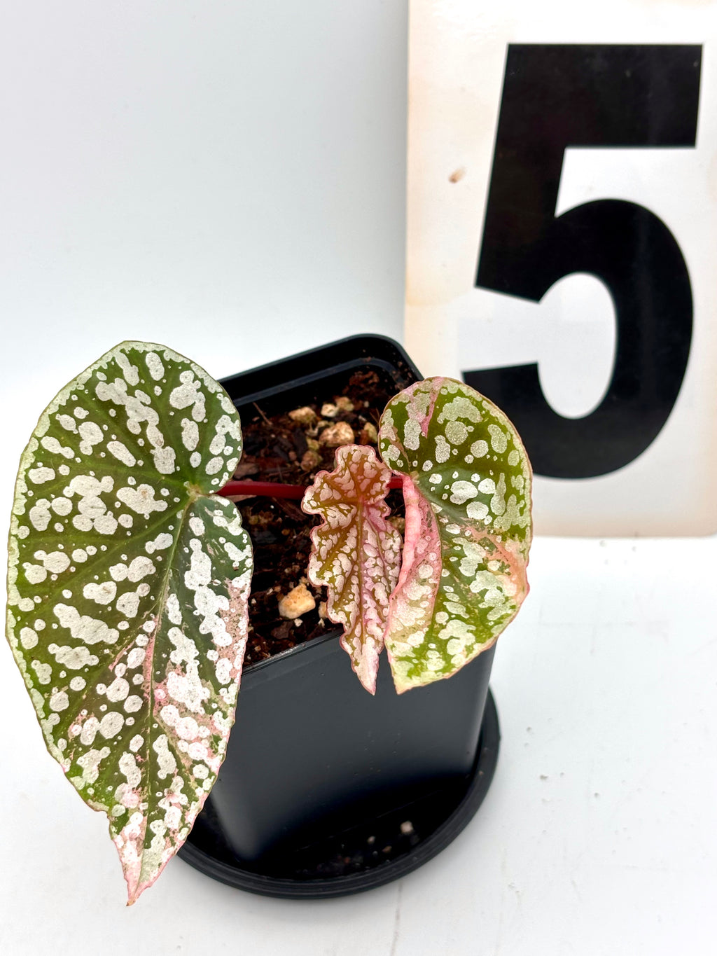 Begonia Snowcap Variegata - Exotic-Flowers