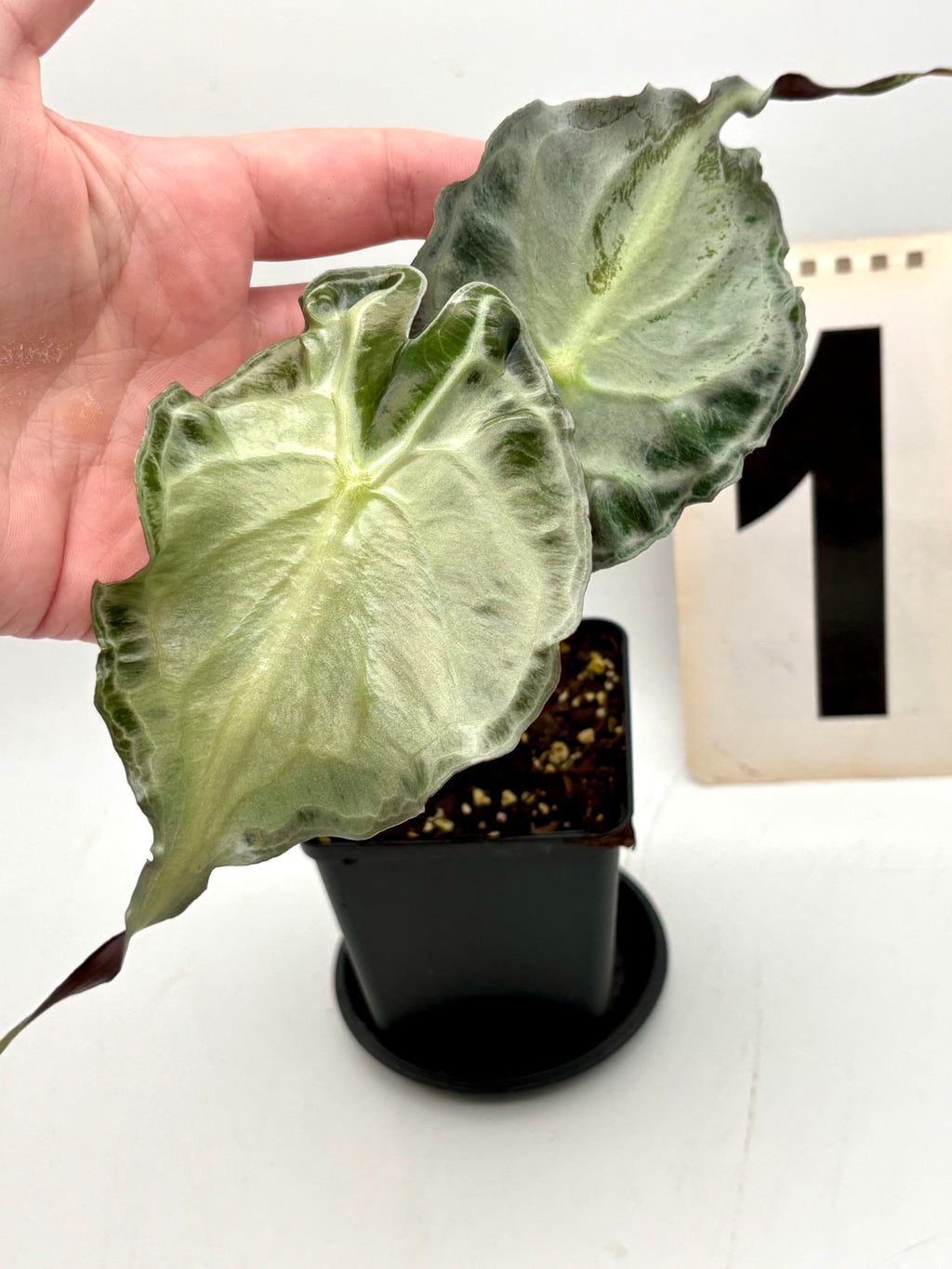 Alocasia Venom Pflanze mit großen, grünen Blättern und markanten schwarzen Mustern, von Exotic-Flowers.