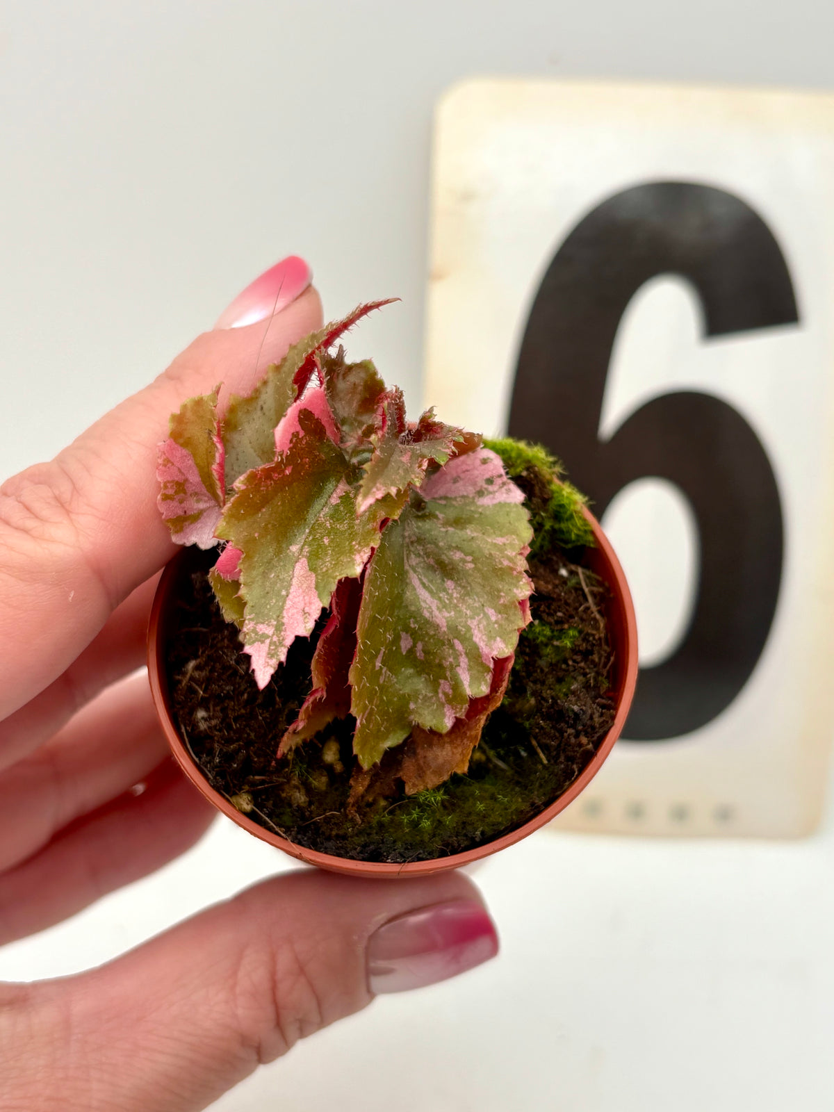 Variegierte Begonia Ginny Galaxy von Exotic-Flowers, grüne und cremefarbene Blätter, im Top wachsend, Nahaufnahme