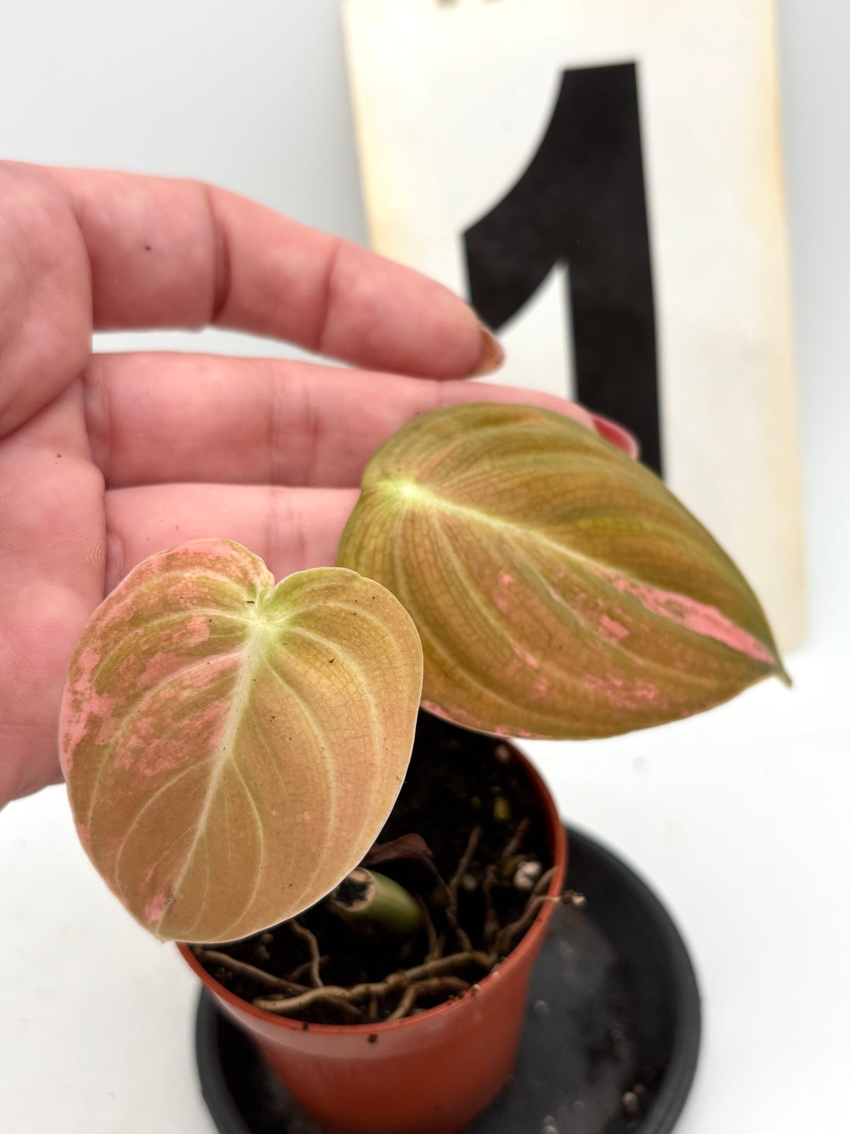 Philodendron Melanochrysum Pink Variegata