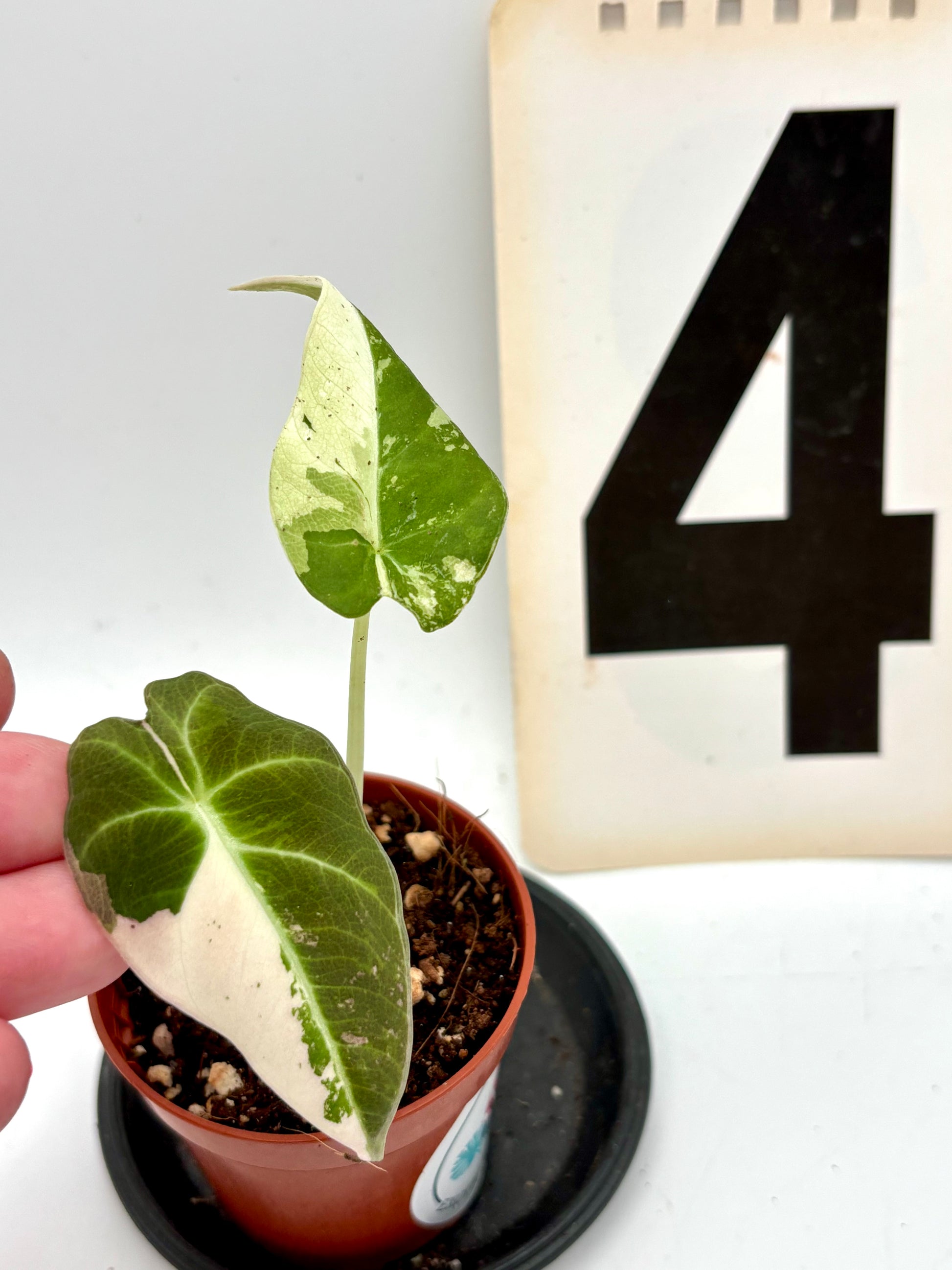 Alocasia Black Velvet Variegata Pflanze mit schwarzen, samtartigen Blättern und weißen Variegationsmustern, exotische Zimmerpflanze