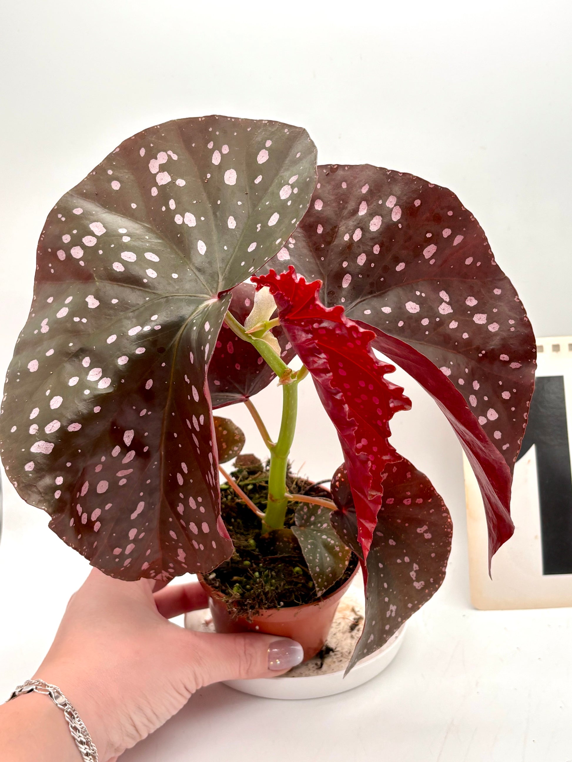 Begonia x ‚Cracklin Rosie - Exotic-Flowers