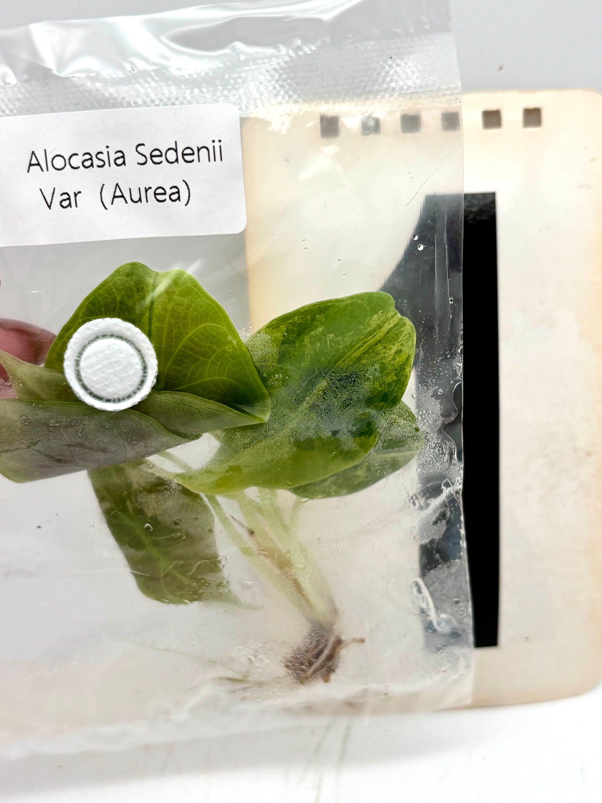 TC - Alocasia Sedenii Aurea Variegata
