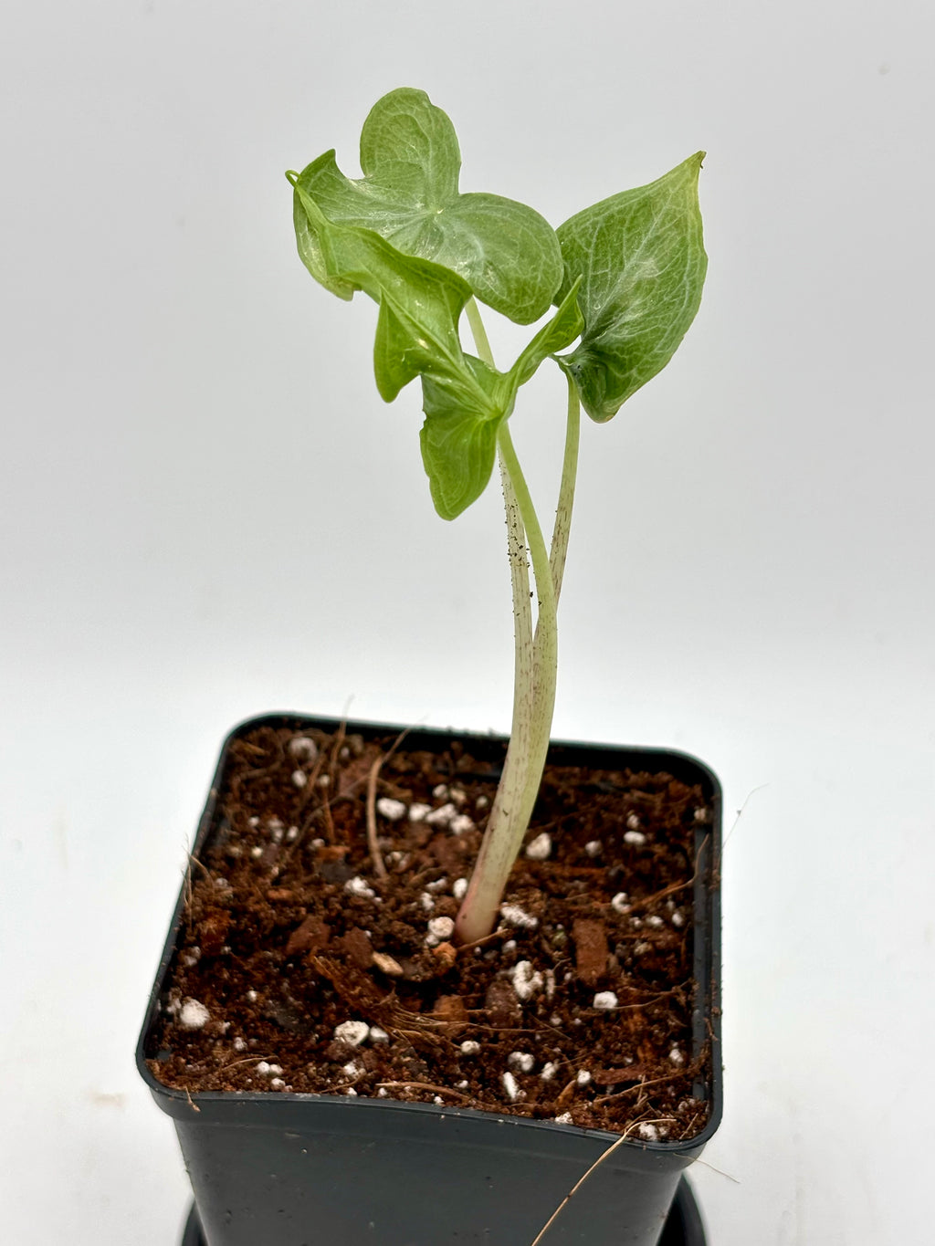 Alocasia Holy Grail