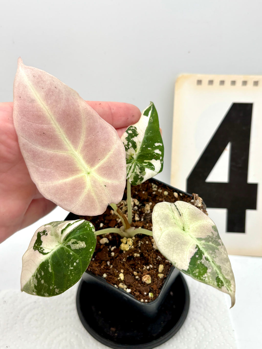 Alocasia Black Velvet Variegata