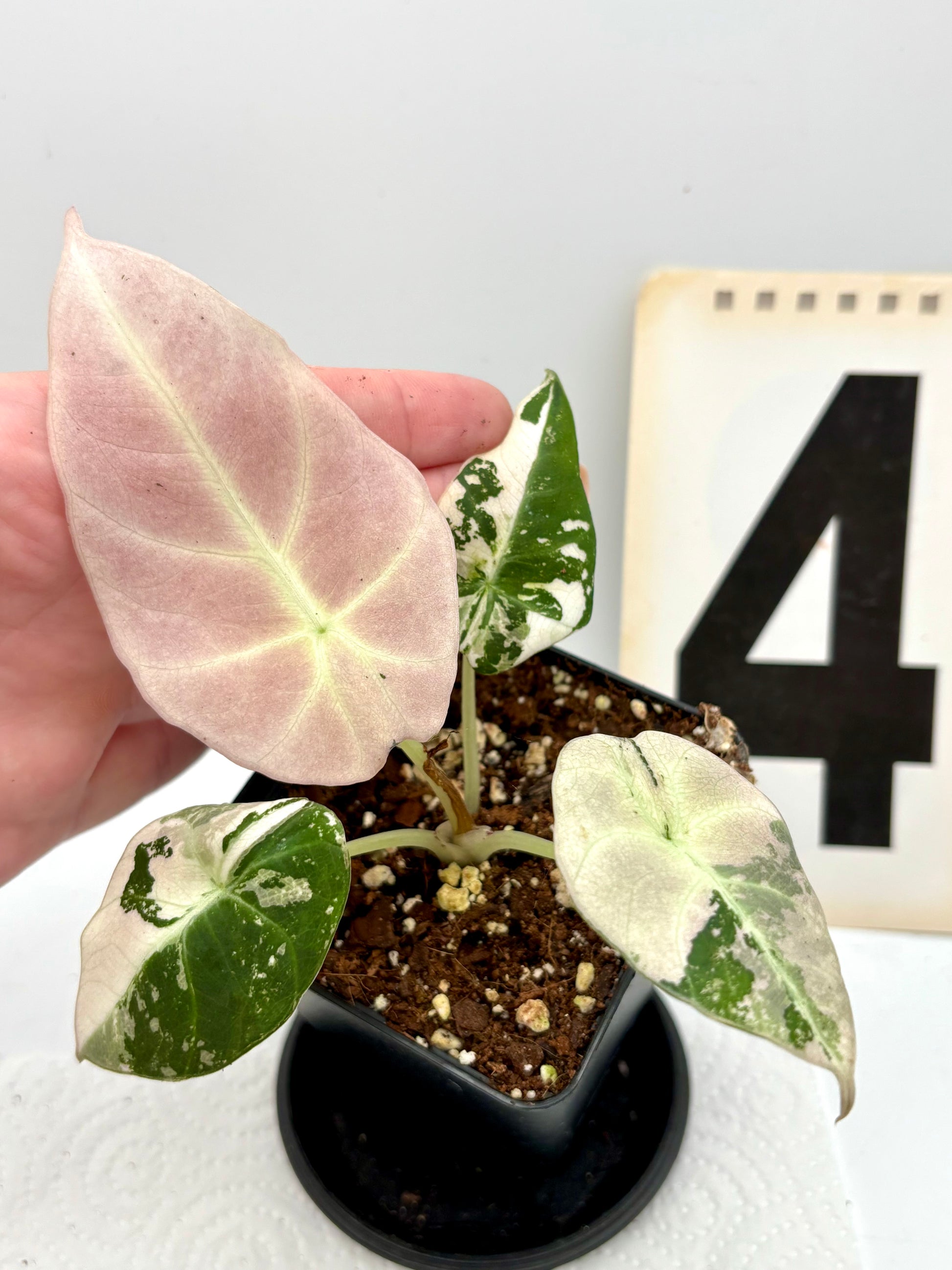 Alocasia Black Velvet Variegata