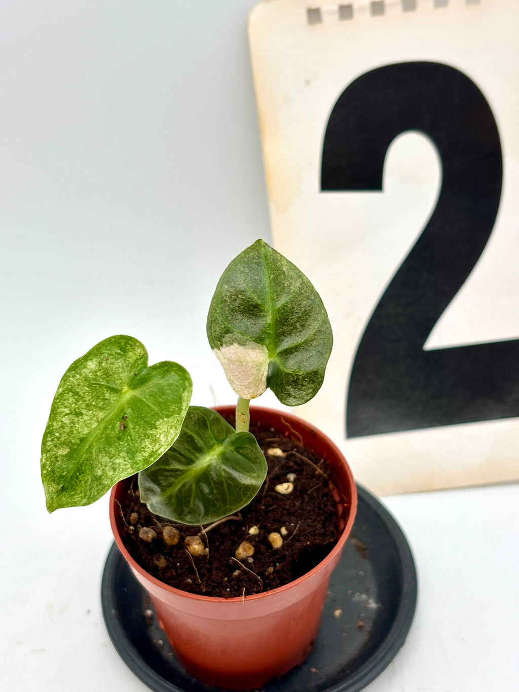 Alocasia Balloon Heart Variegata von Exotic-Flowers mit großen, grünen Blättern und weißen Variegationsmustern.