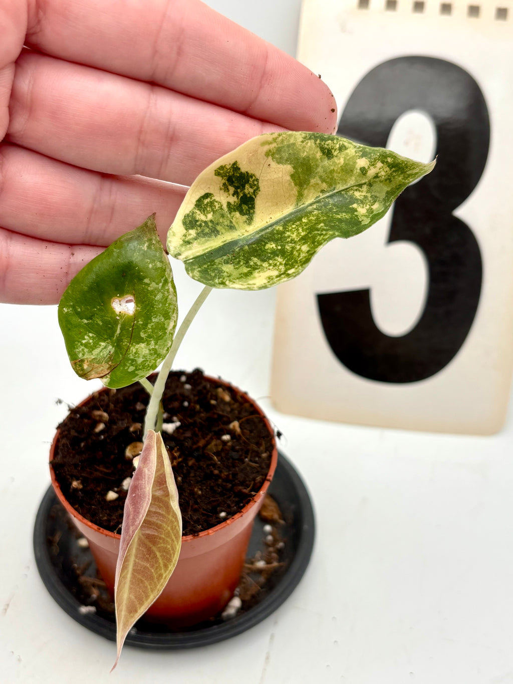 Alocasia Sedenii Aurea Variegata Pflanze mit grünen und gelben Blattmuster, im Top in einem Wohnraum.