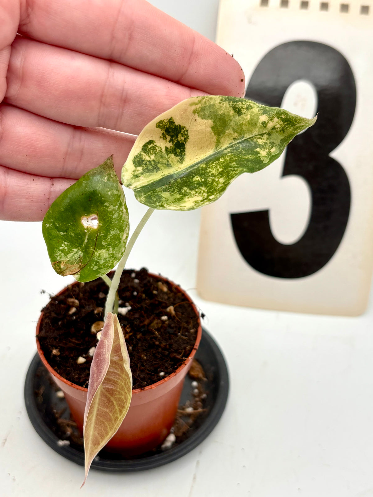 Alocasia Sedenii Aurea Variegata Pflanze mit grünen und gelben Blattmuster, im Top in einem Wohnraum.