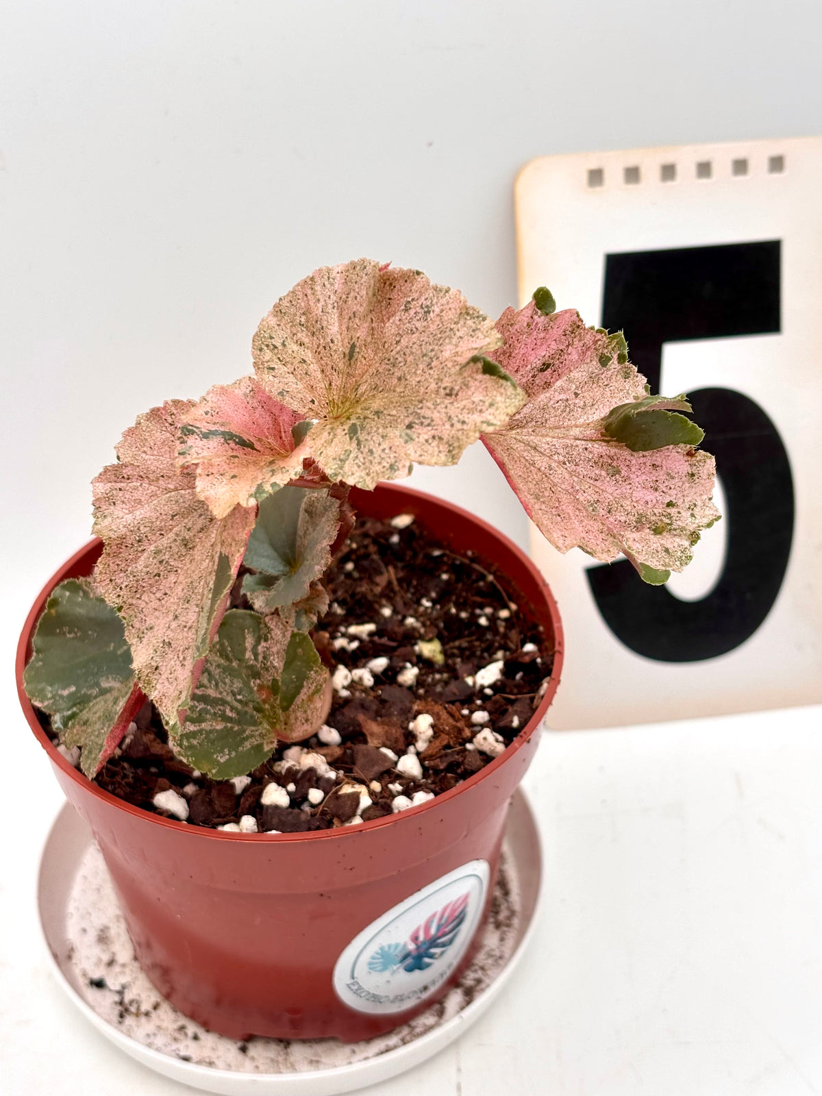 Begonia Cucullata Variegata
