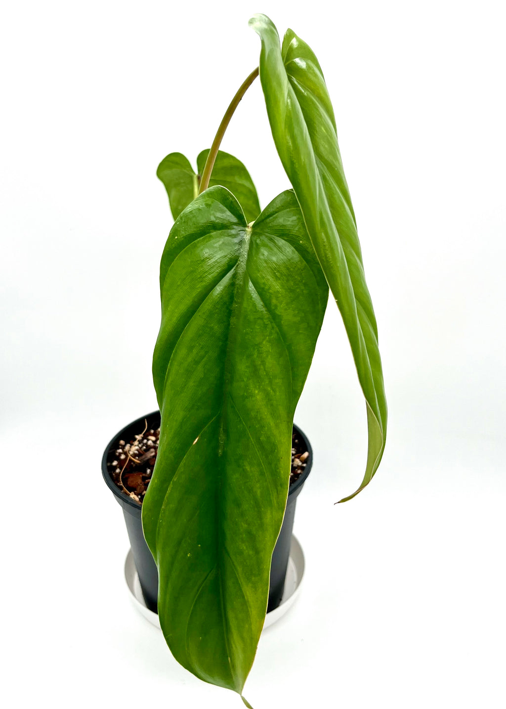 Philodendron Dolichogynium
