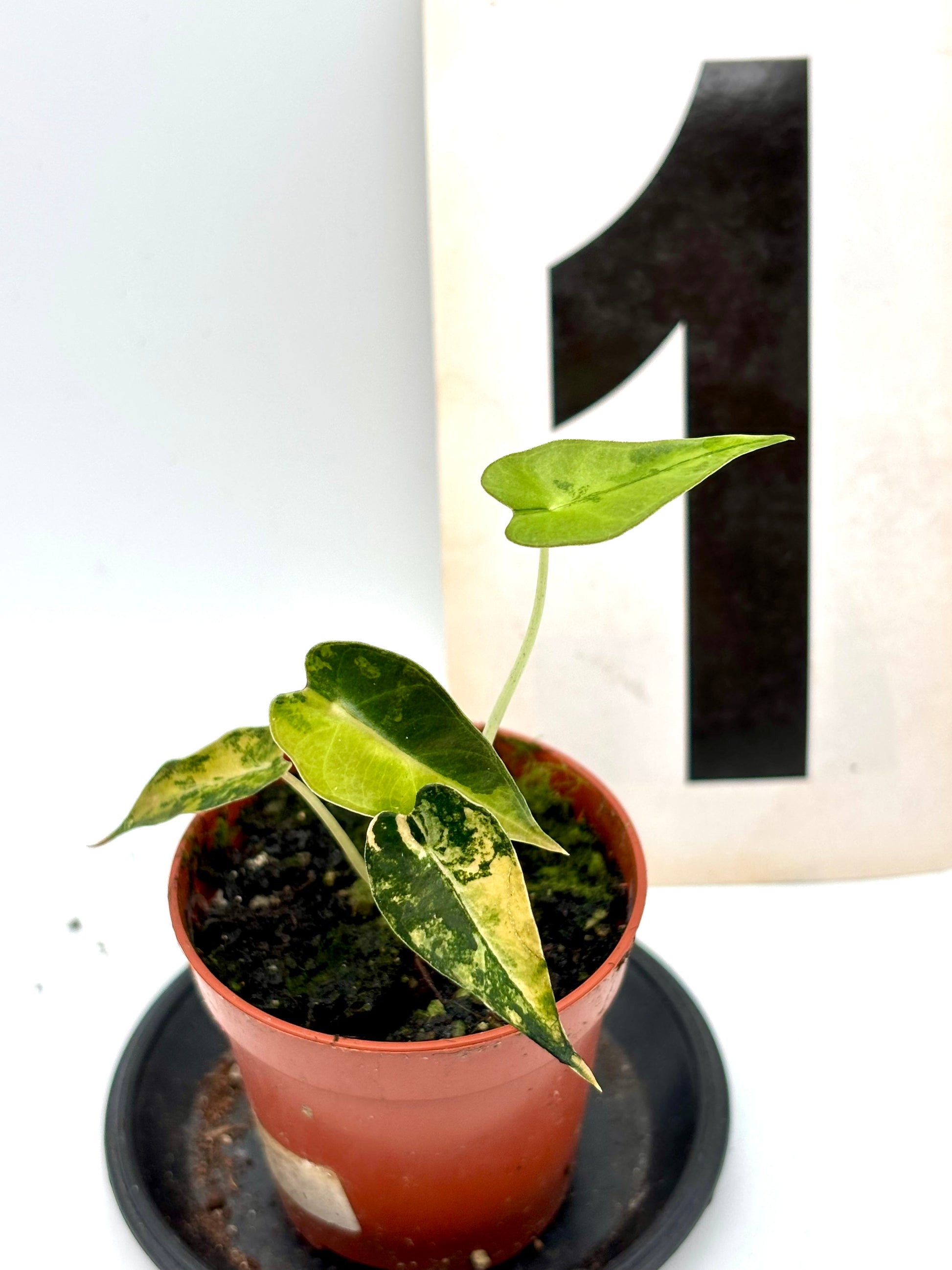 Alocasia Bambino Aurea Variegata