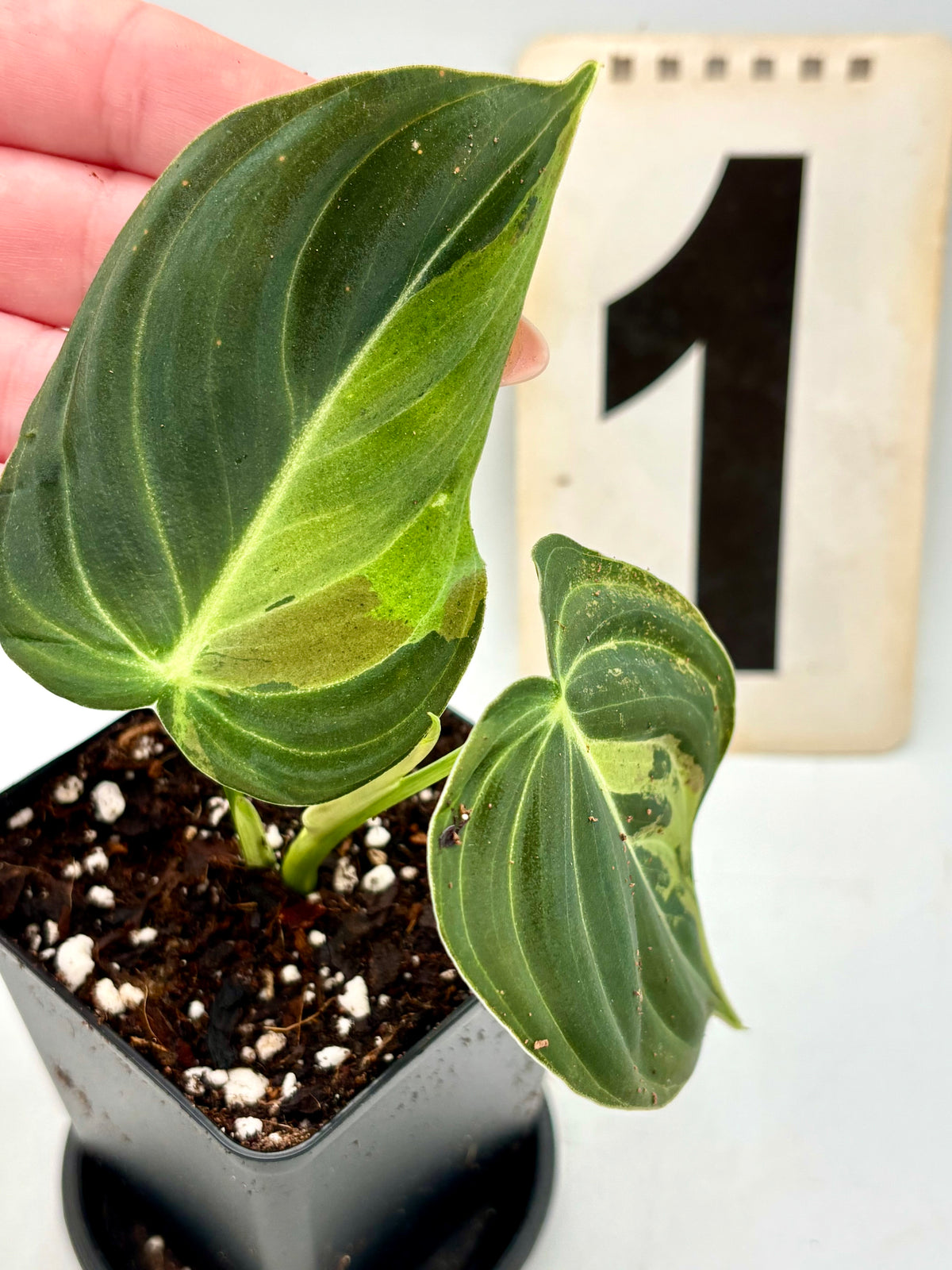 Philodendron Melanochrysum Variegata von Exotic-Flowers, grüne Blätter mit variegierten gelb-weißen Mustern, Zimmerpflanze.