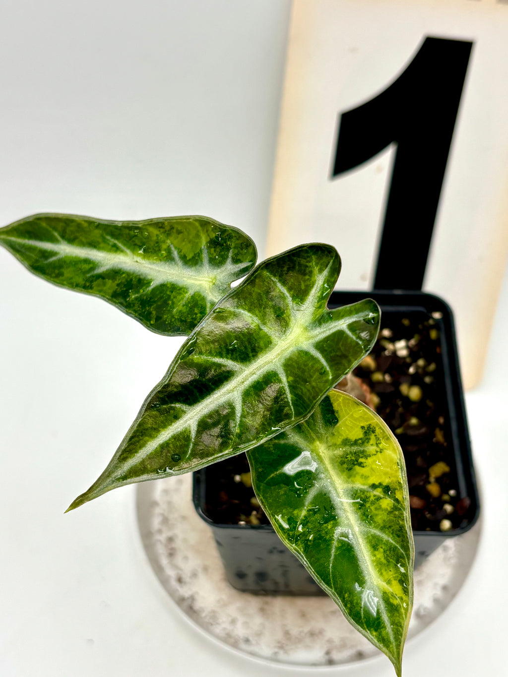 Alocasia Bambino Aurea Variegata