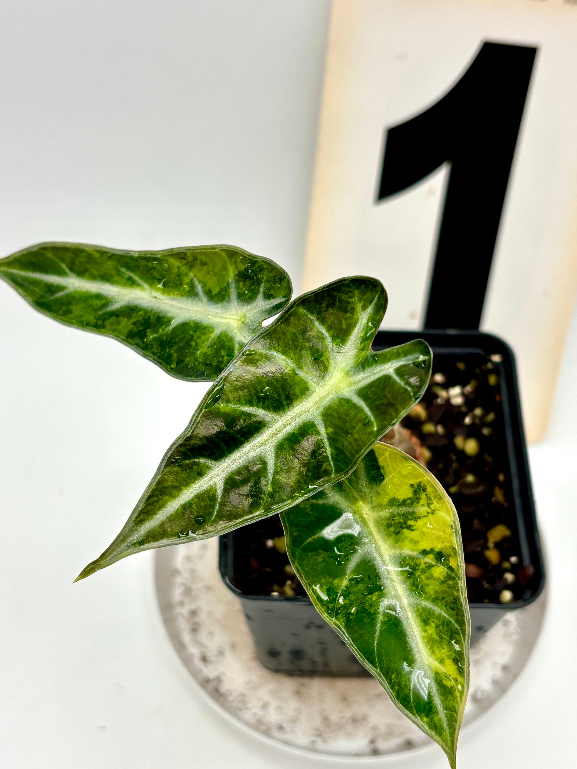 Alocasia Bambino Aurea Variegata