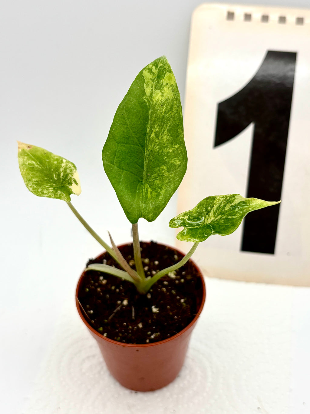 Alocasia Scalprum Variegata
