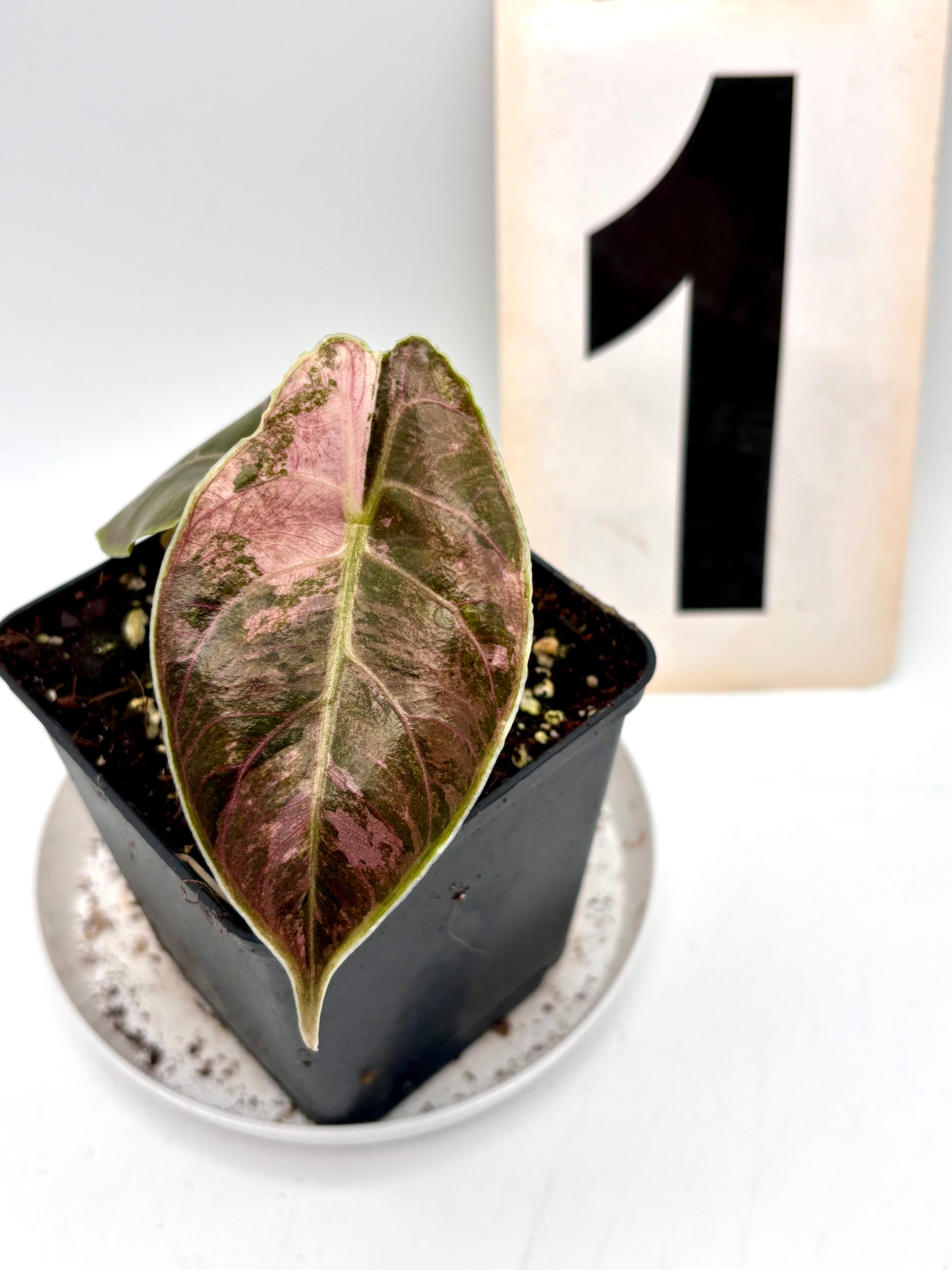 Alocasia Azlanii Variegata - Exotic-Flowers