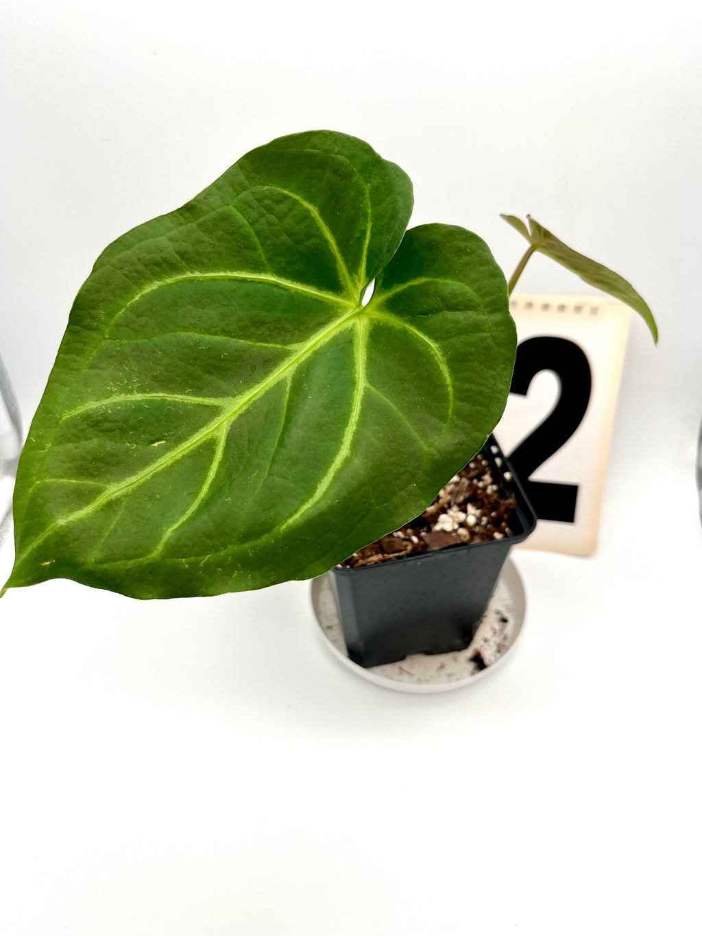 Anthurium Magnificum
